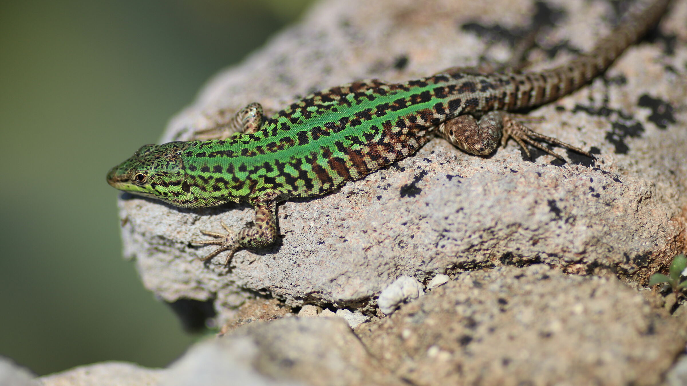 Crop 216 " @ F. 2 ",  - Milvus Z. 50, 1.4 - Canon ...