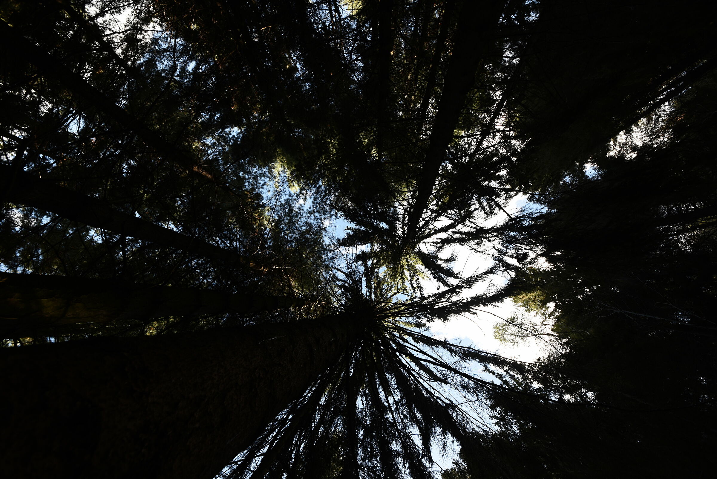 alpe quaggiane pine forest Piedmont April 2023