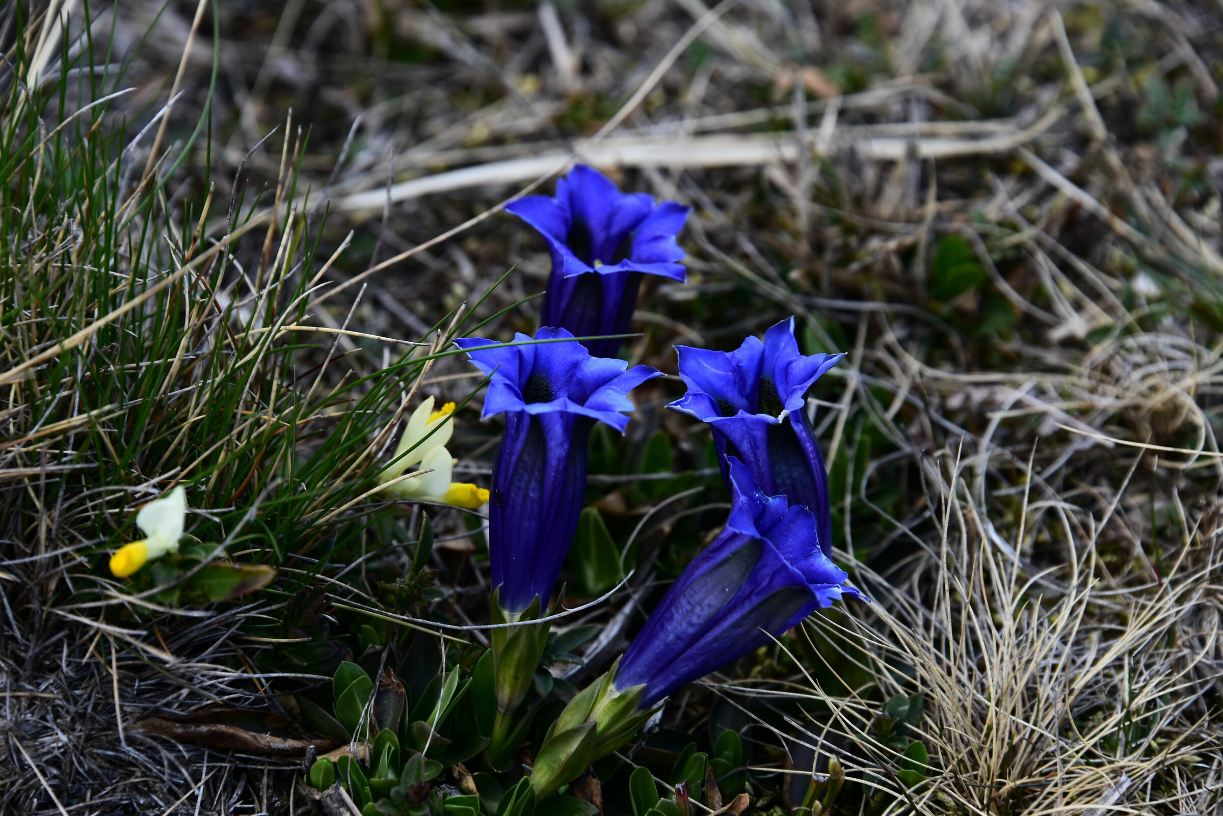 Alpe Quaggione April 2023