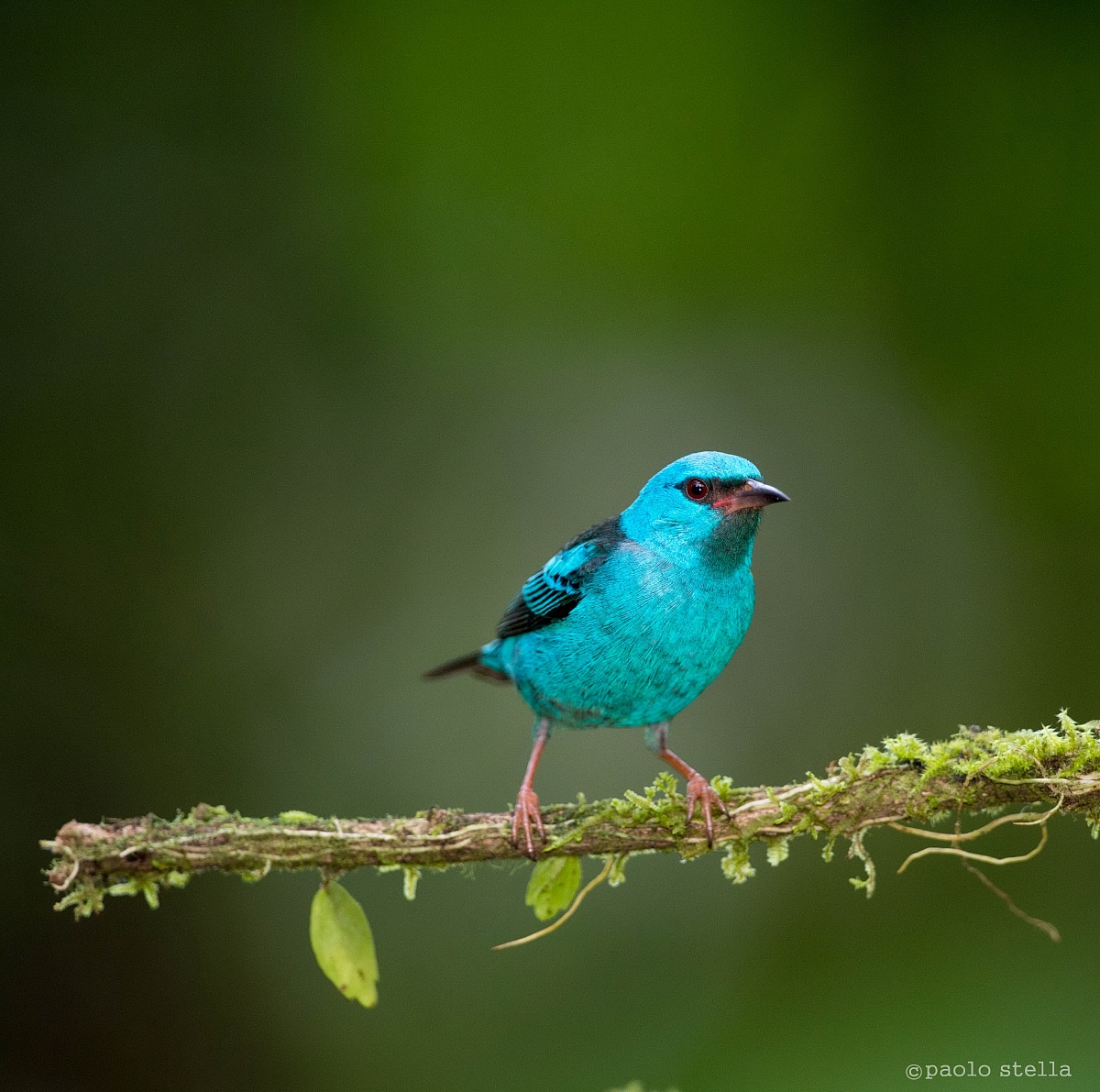 Blue Dacnis bad