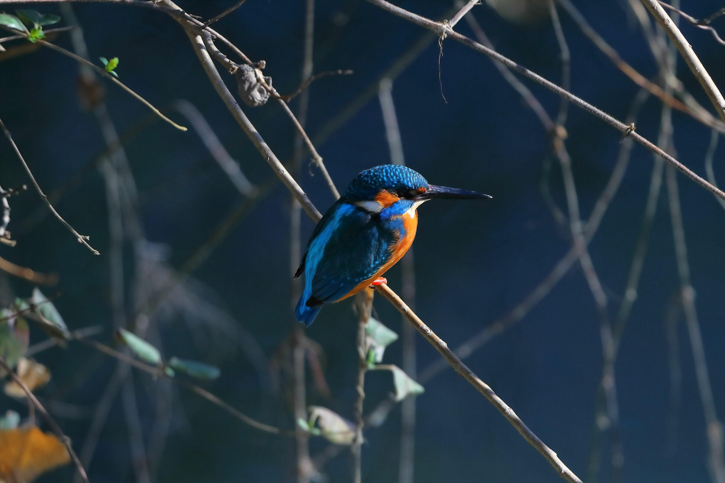 Kingfisher 13 February 2024 - 0117