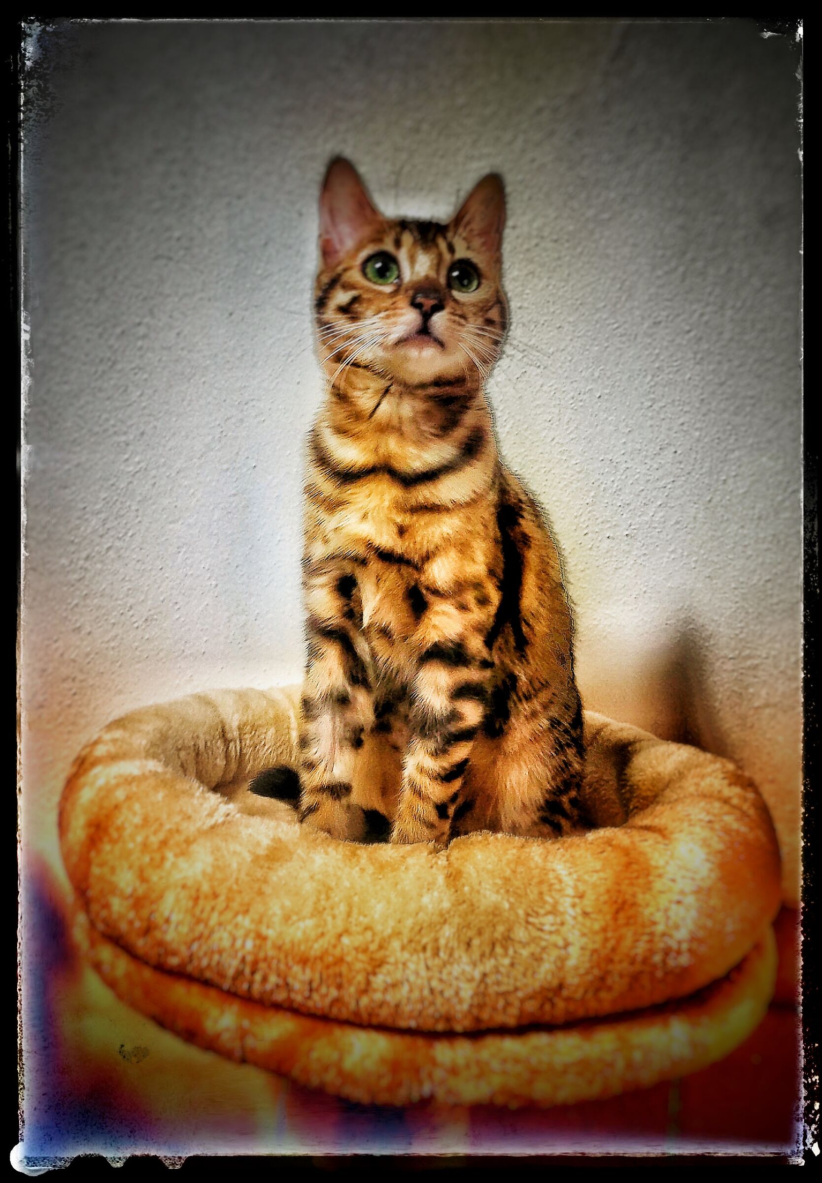 Bengal Cat Chickin