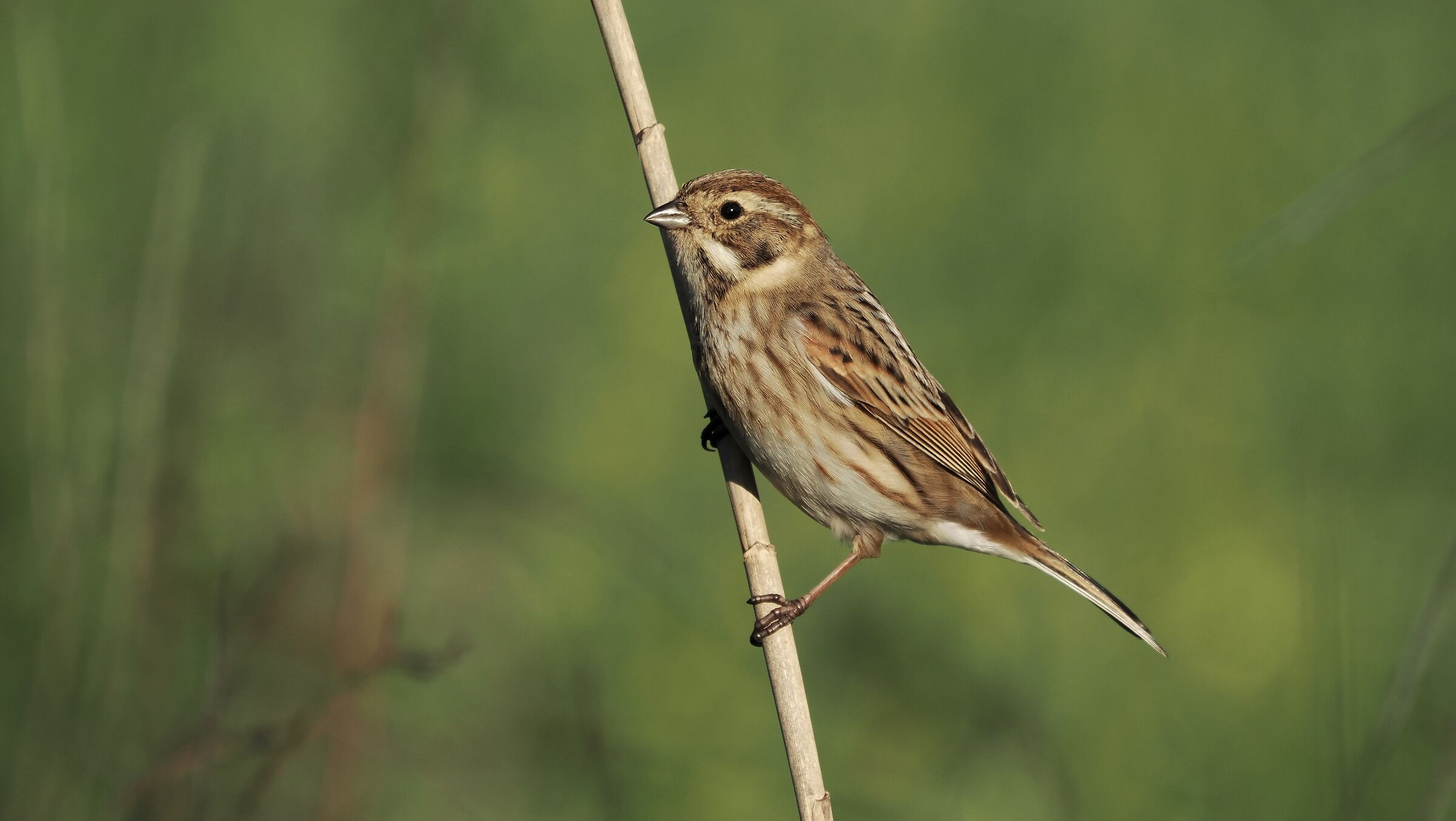 Marsh Migliarino