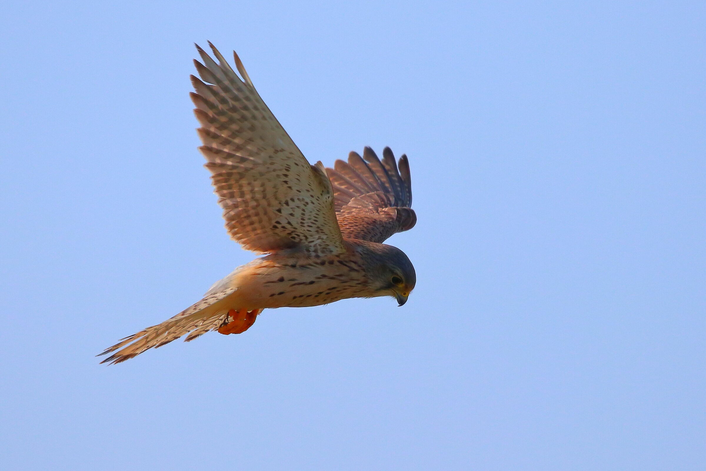 Kestrel