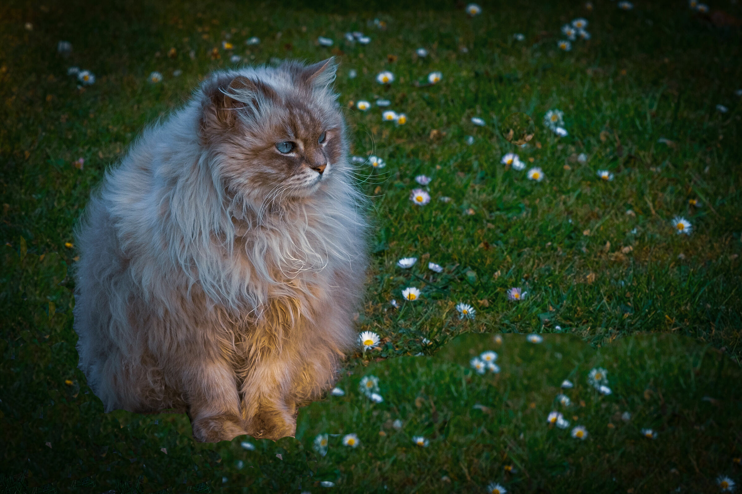 Egidia among the daisies