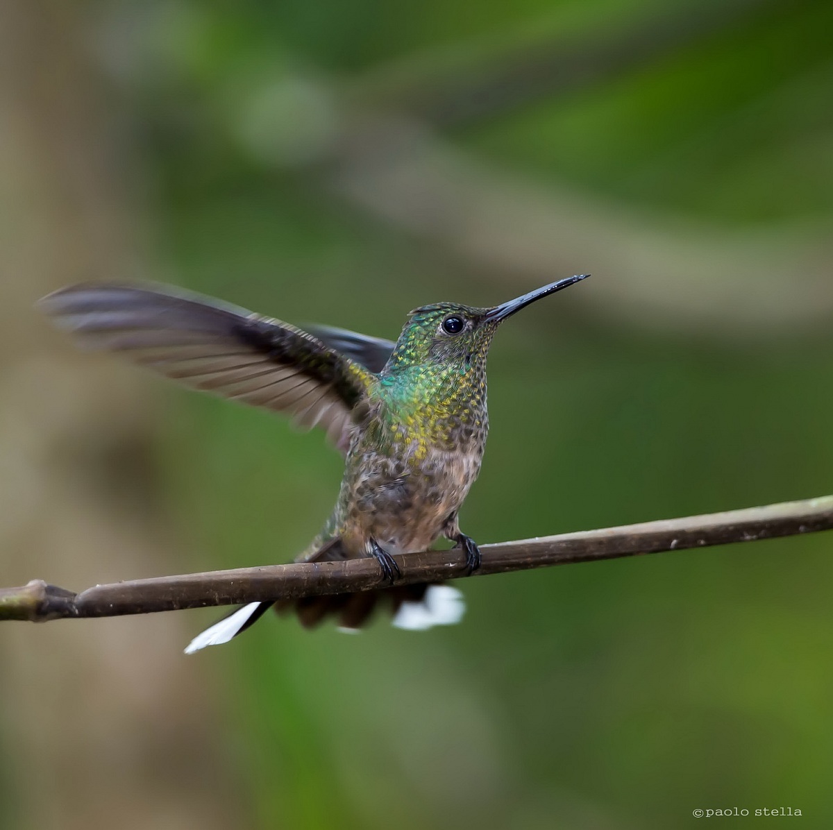 Scaly-breasted Hummingbird