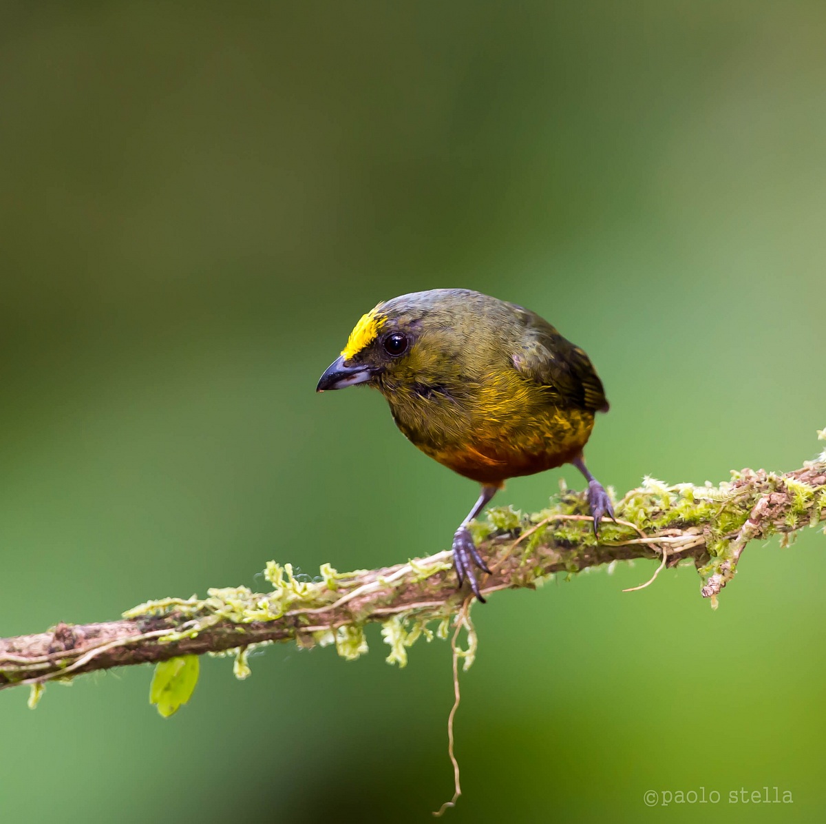 Olive-backed Euphonia
