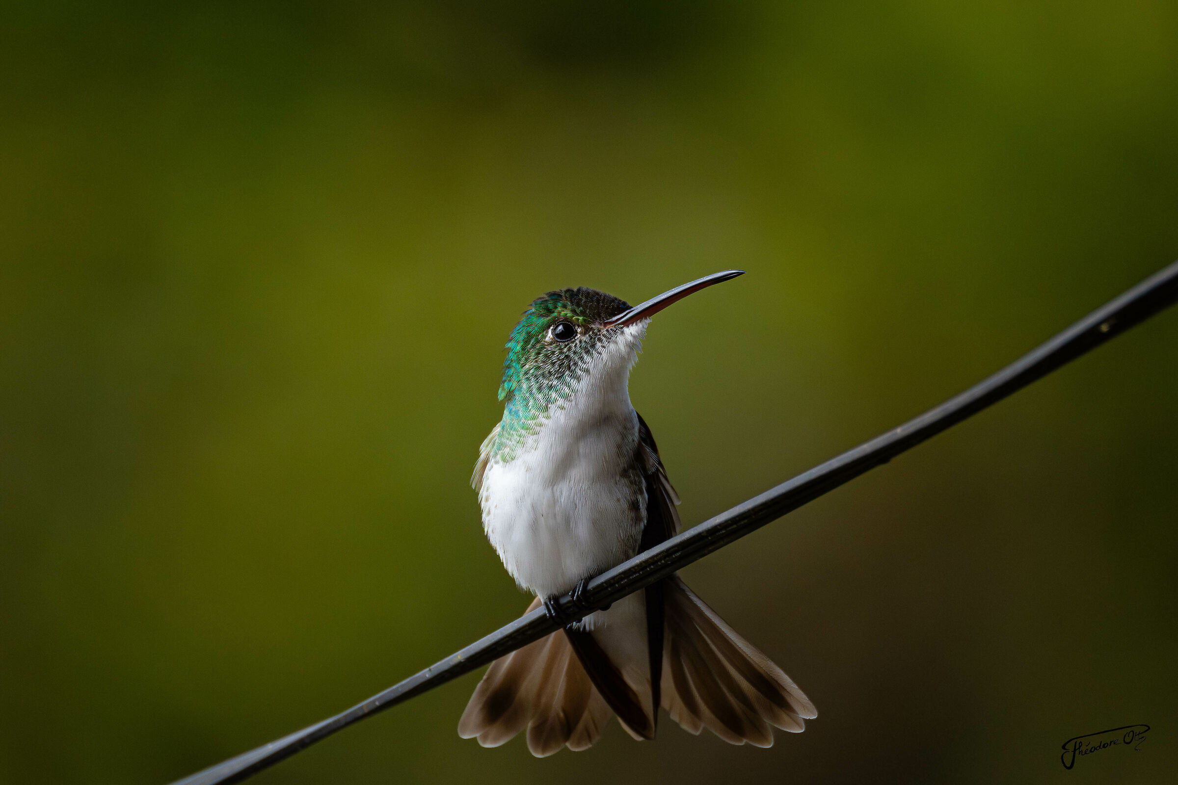 Colibrì di Mindo
