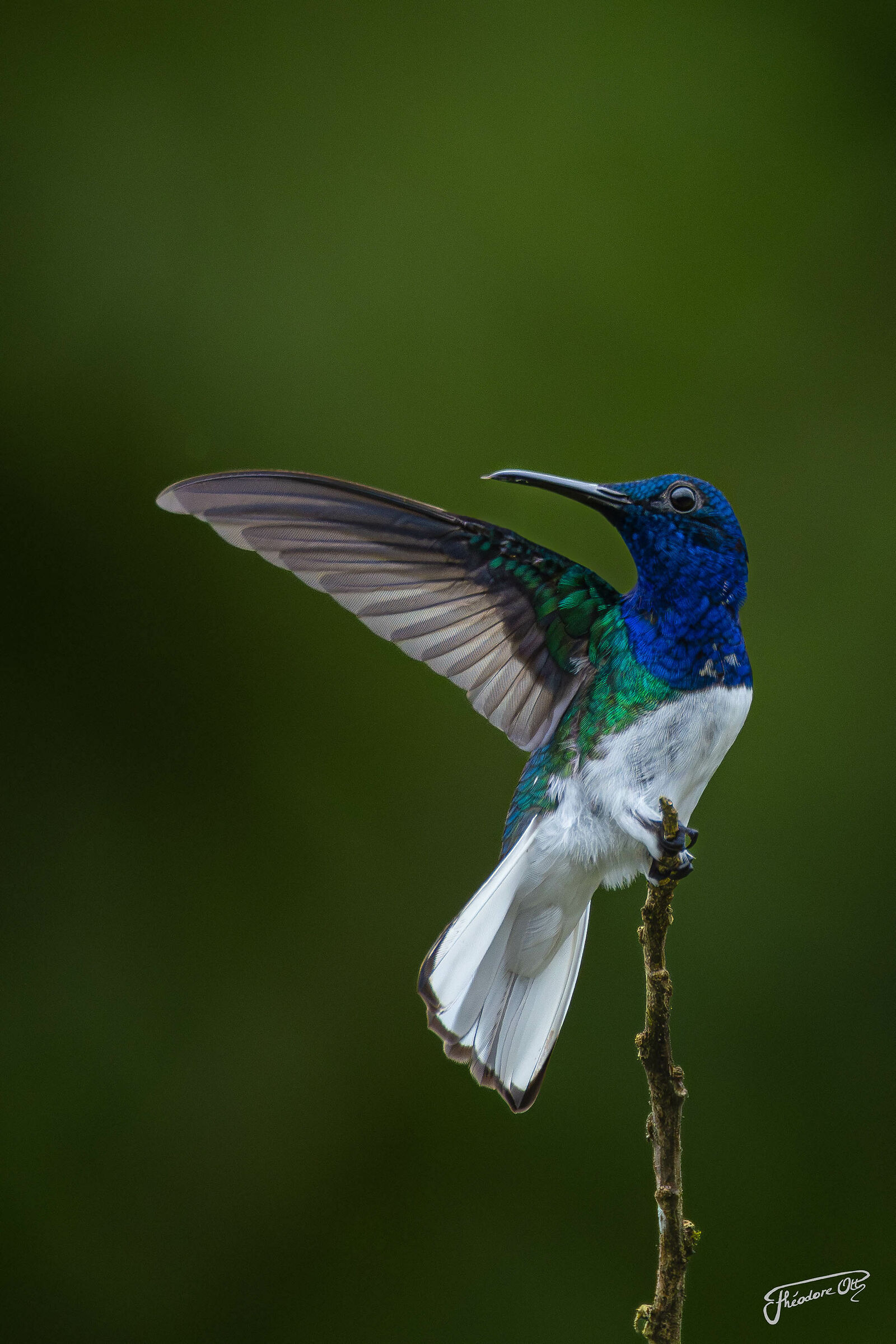 Colibrì di Mindo