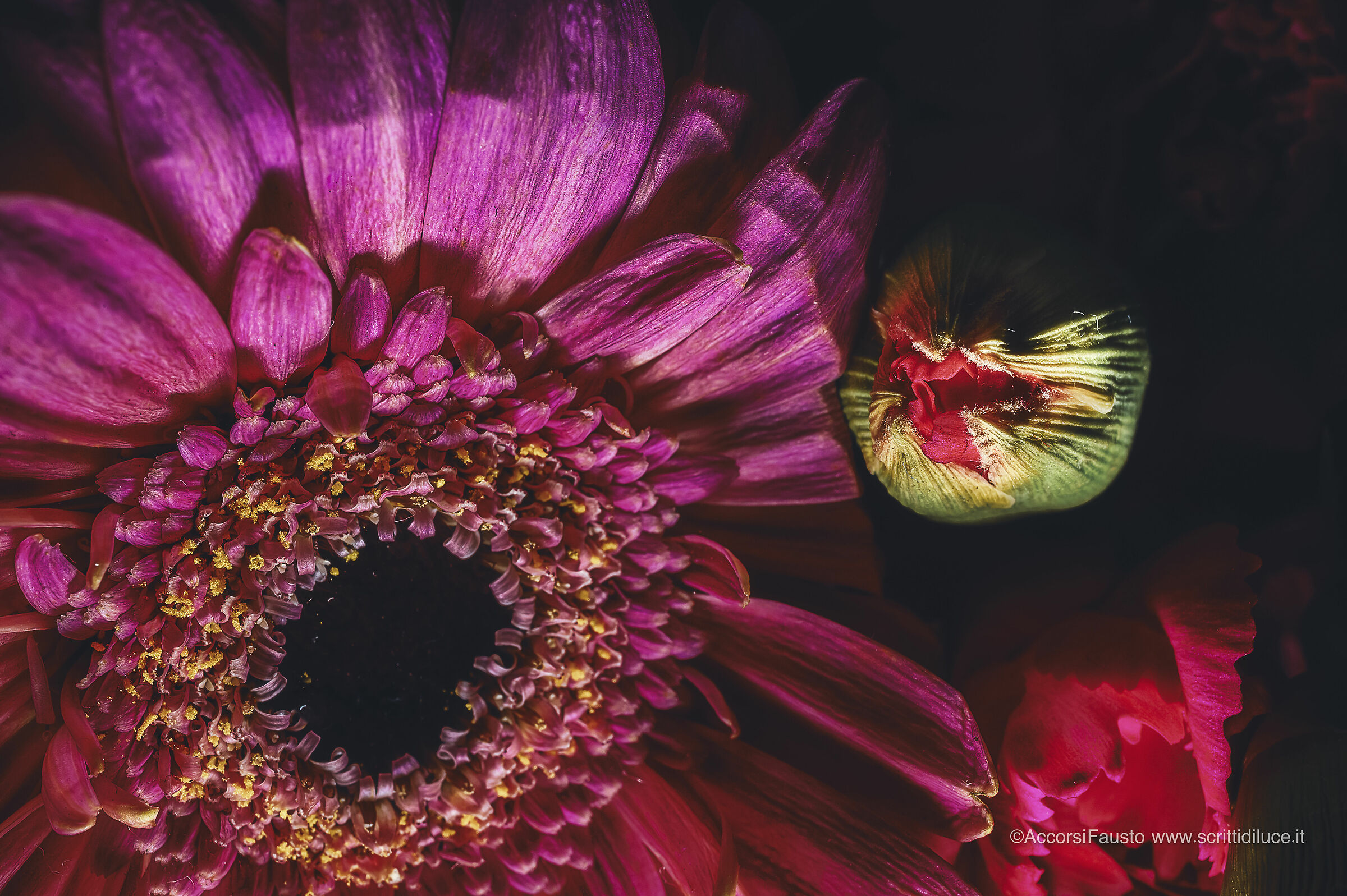 Fiori