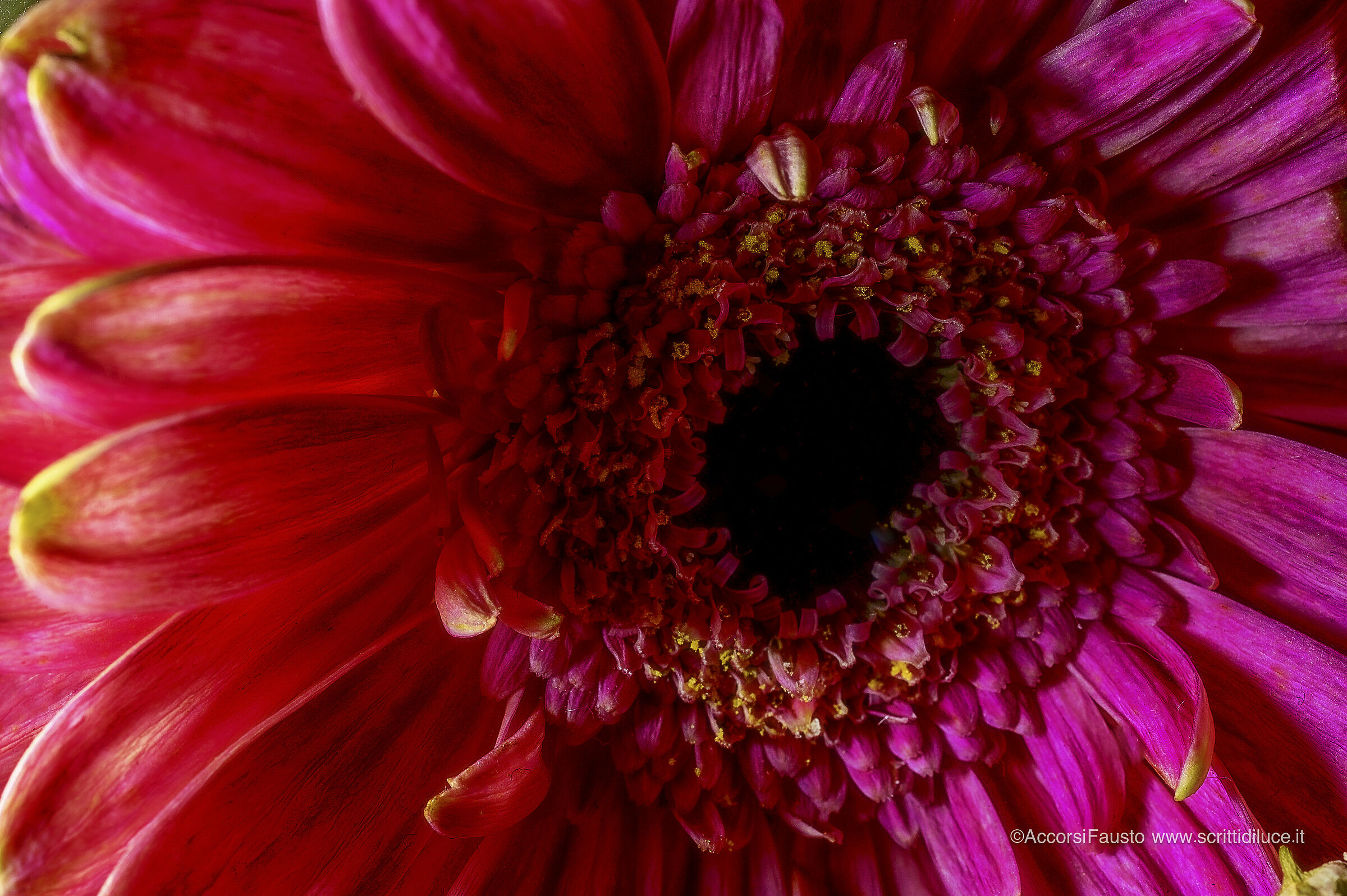 Fiore