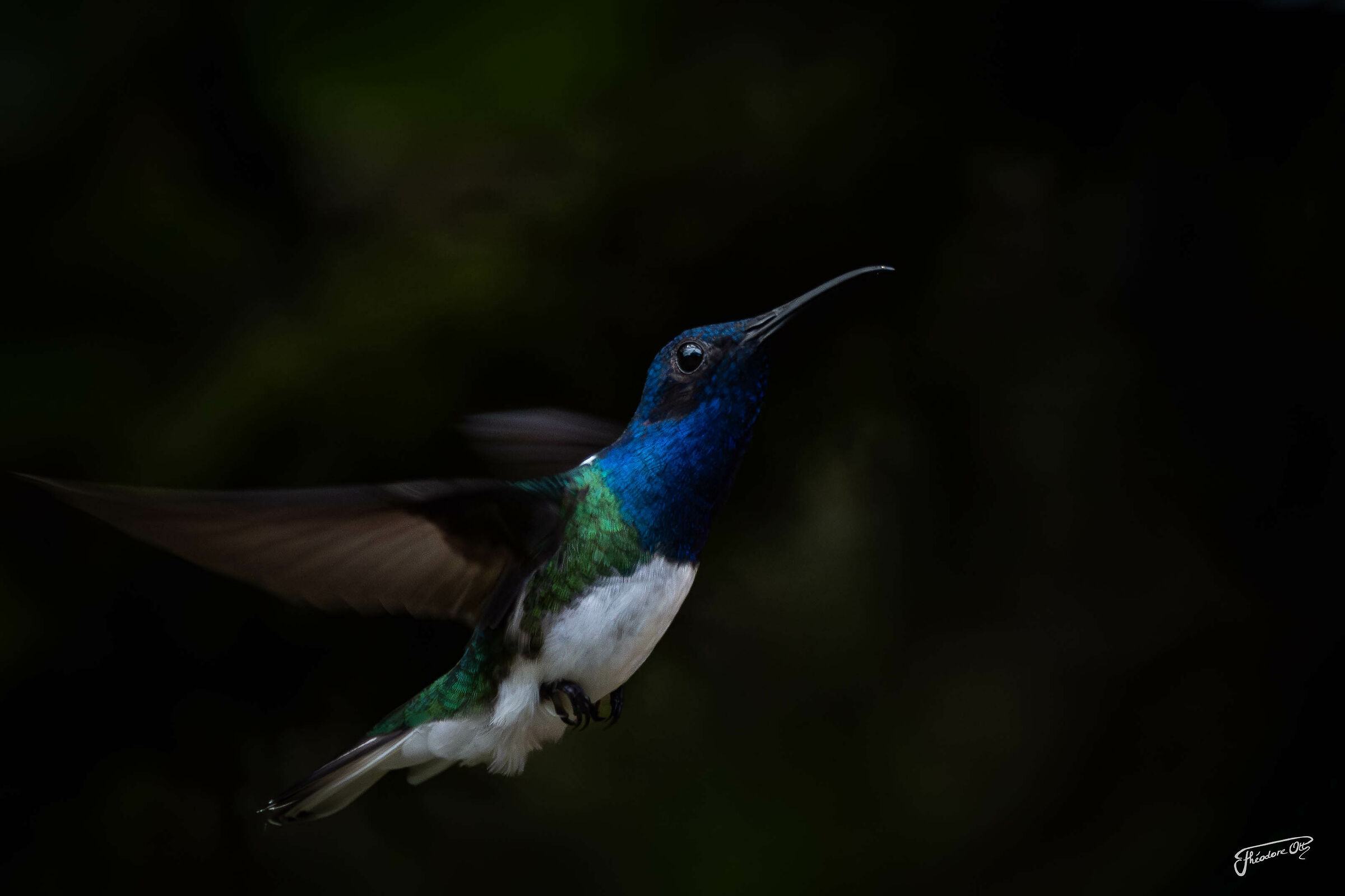 Colibrì che vola