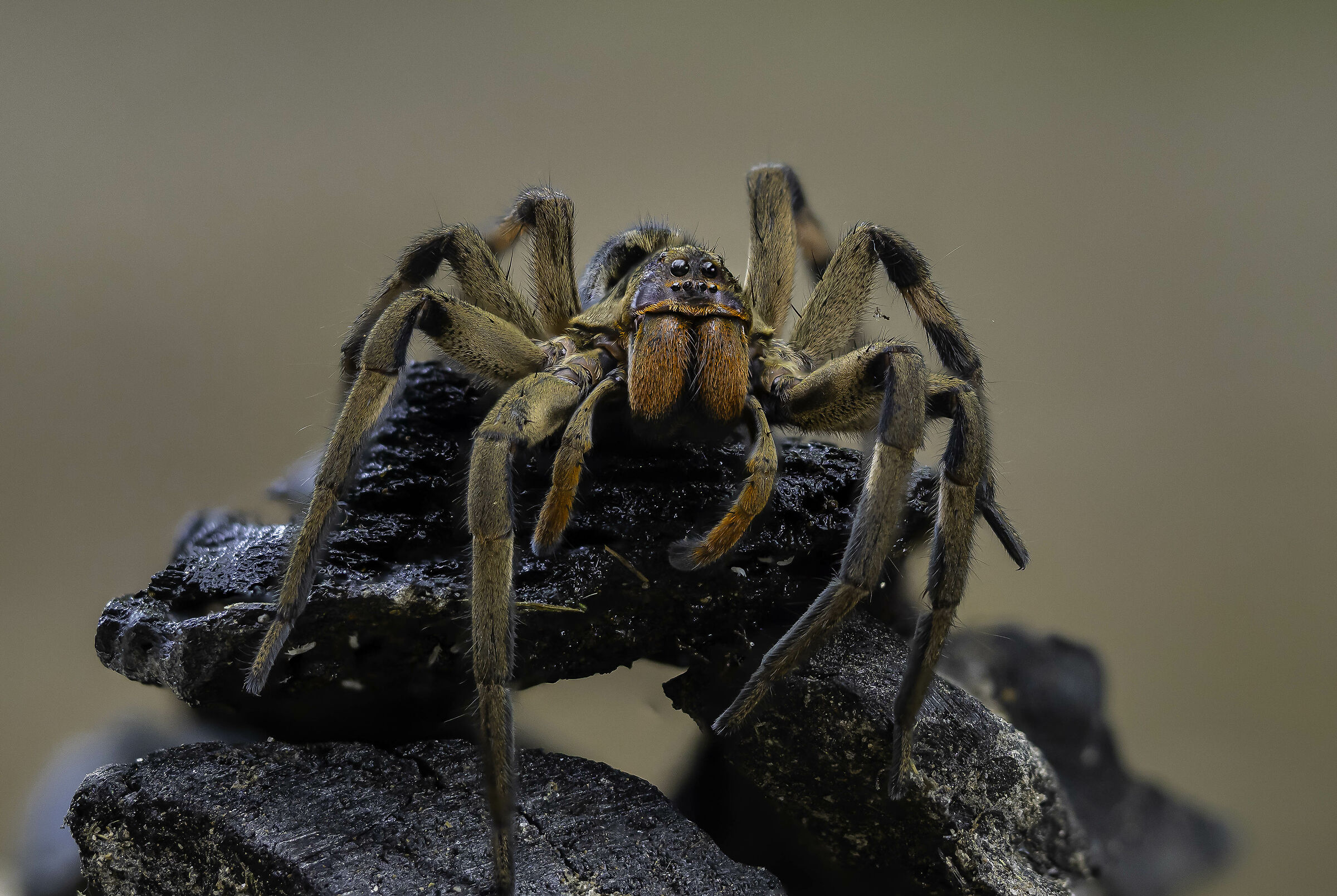 Araña de la Sierra ecuatoriana