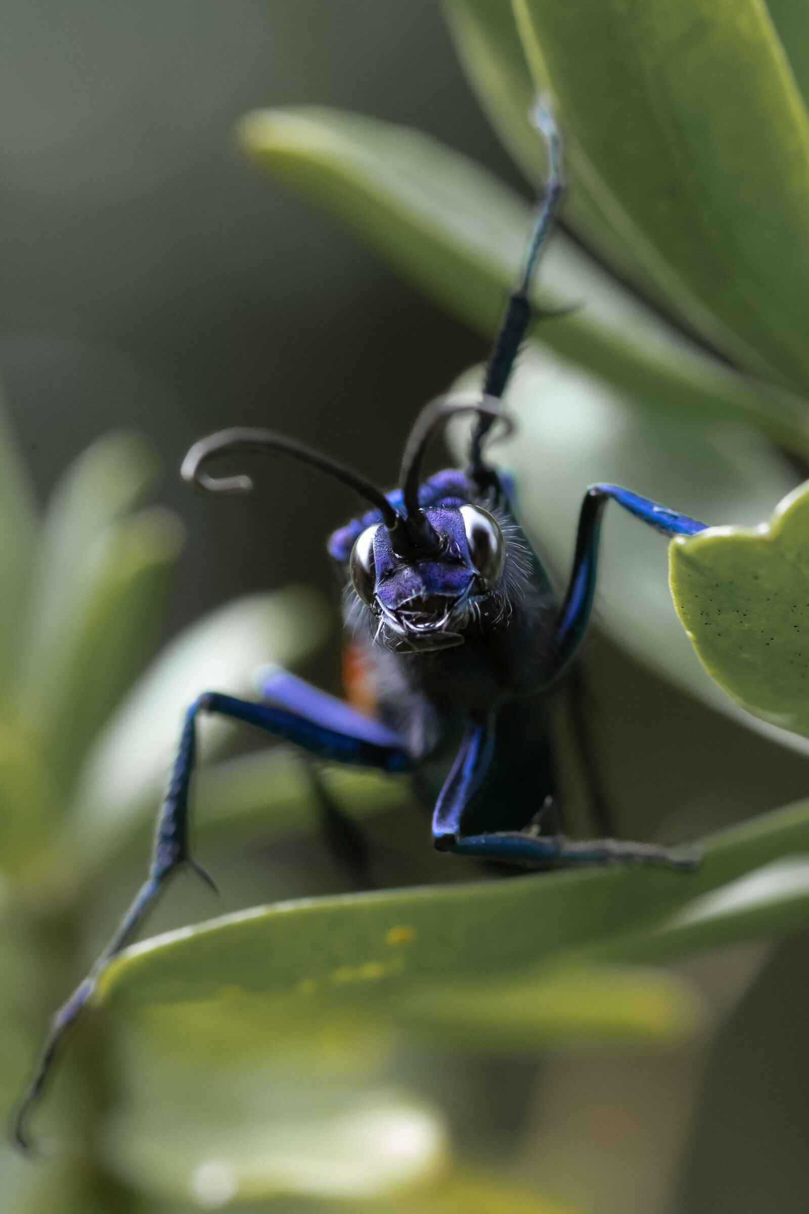Avispa Caza Tarántula
