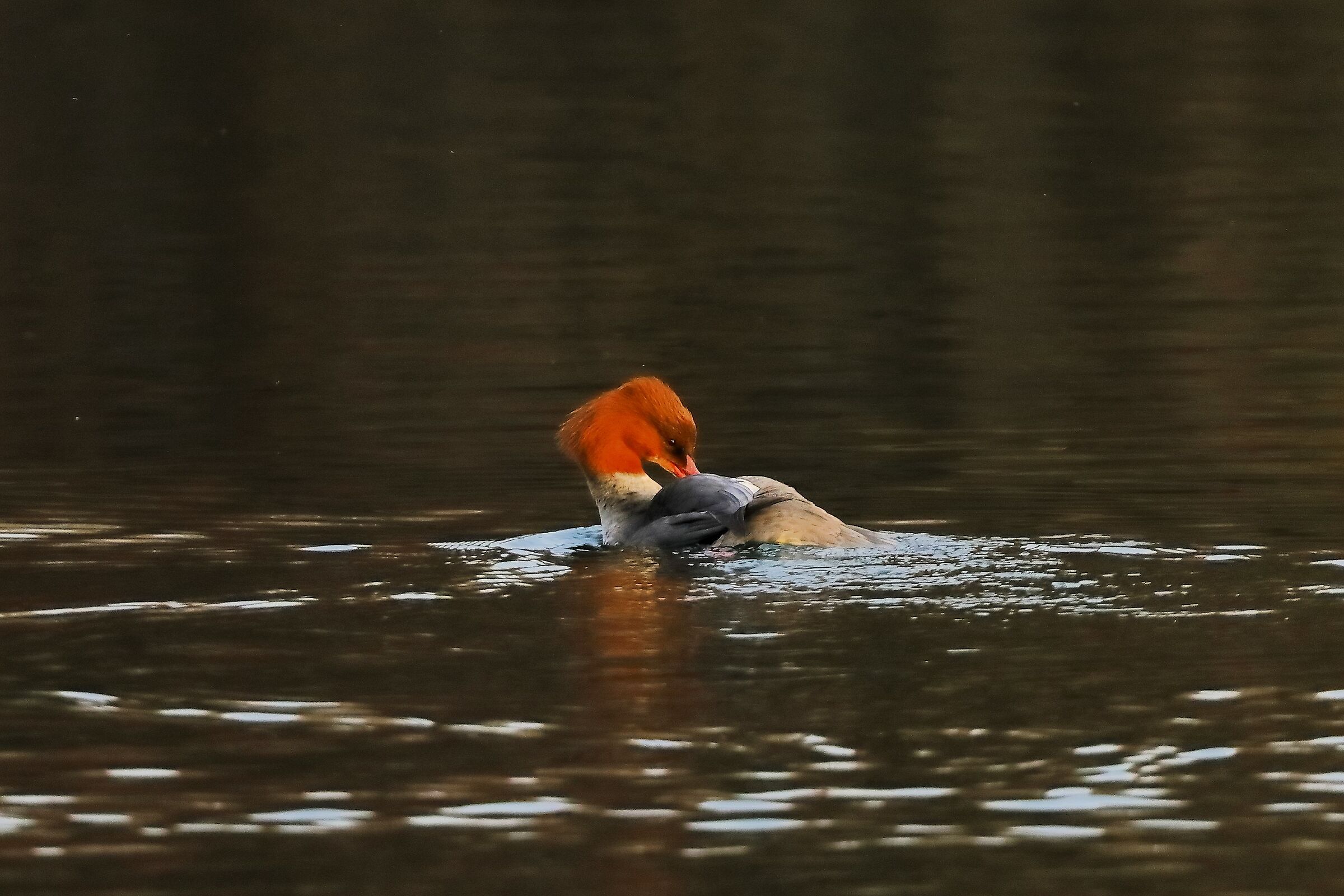 Merganser F 12-12-2023