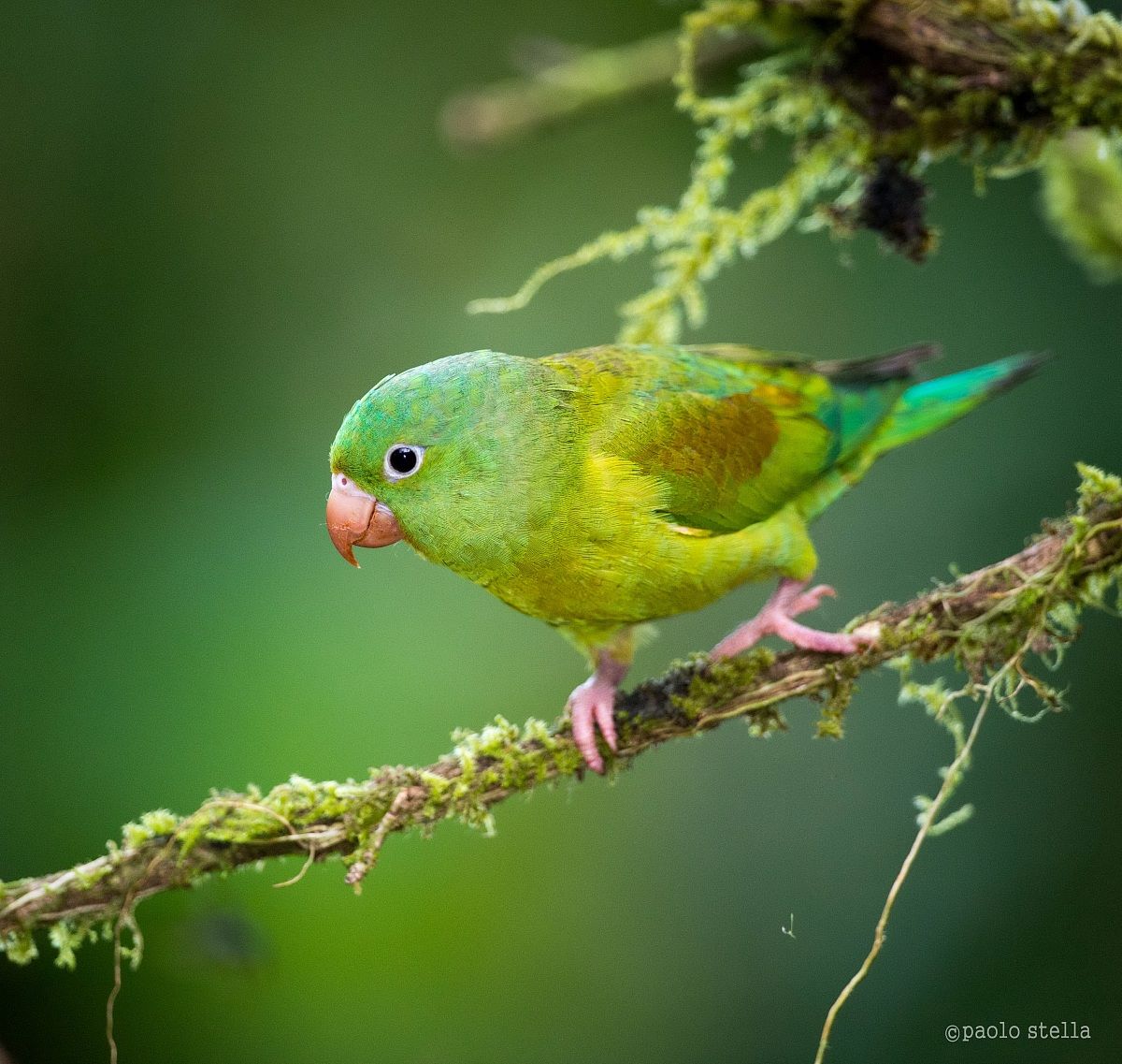 Orange-chinned Parakeet
