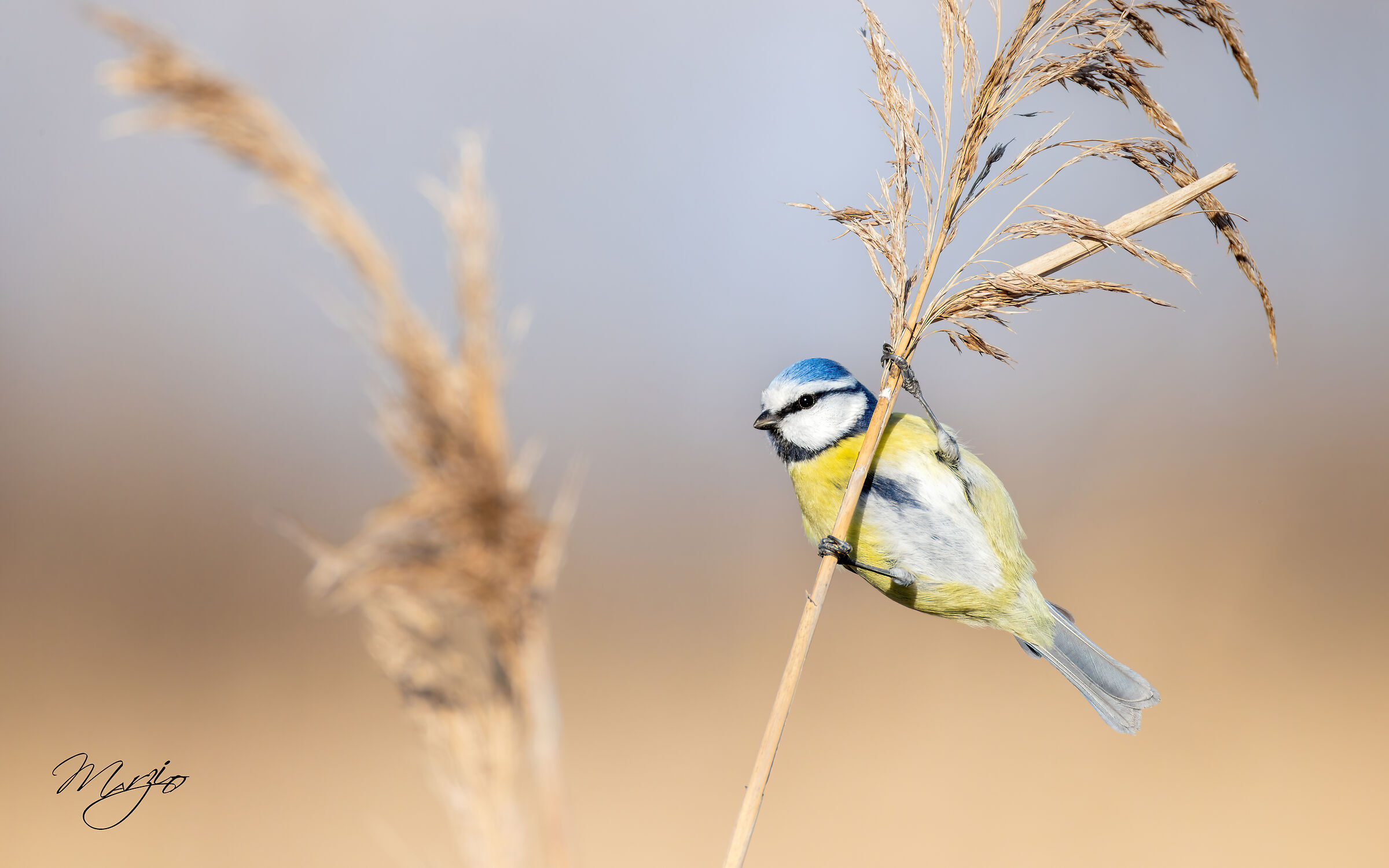 Cinciarella (Cyanistes caeruleus)