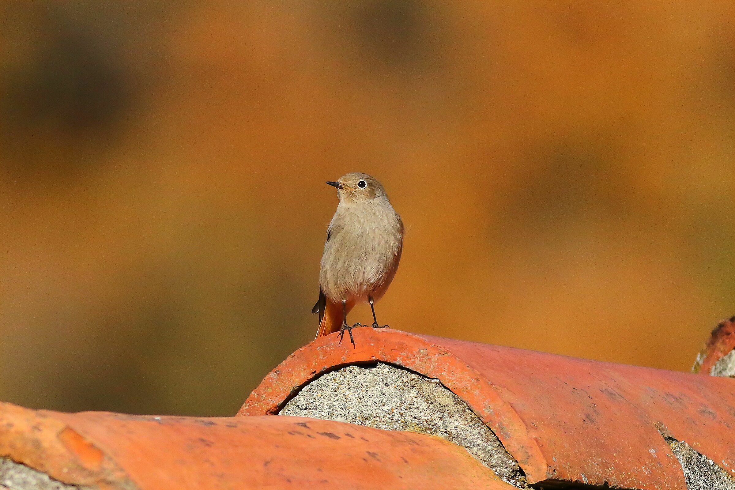 Redstart F 18-12-2023