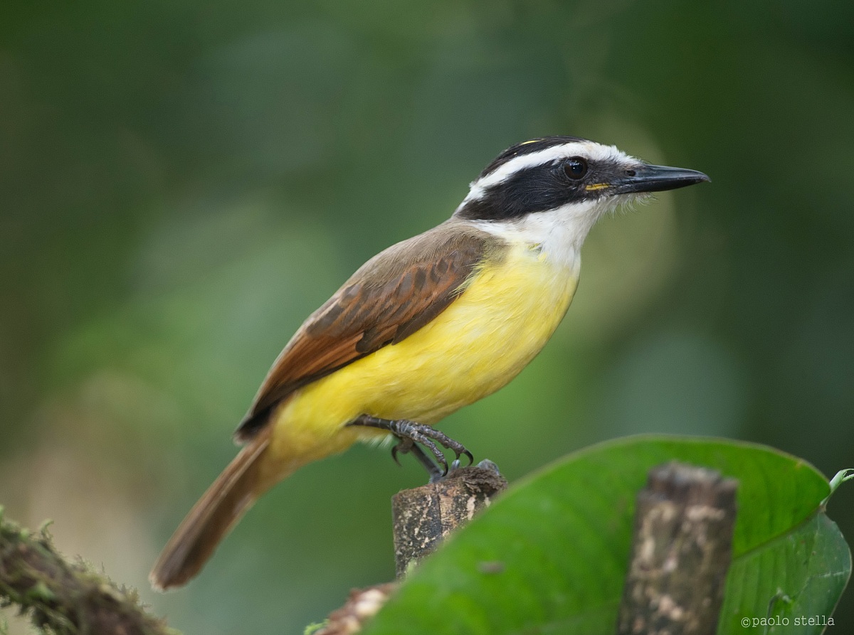 Great Kiskadee