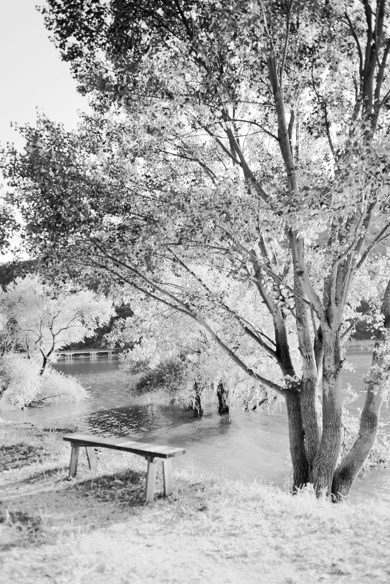 Il posto delle fragole