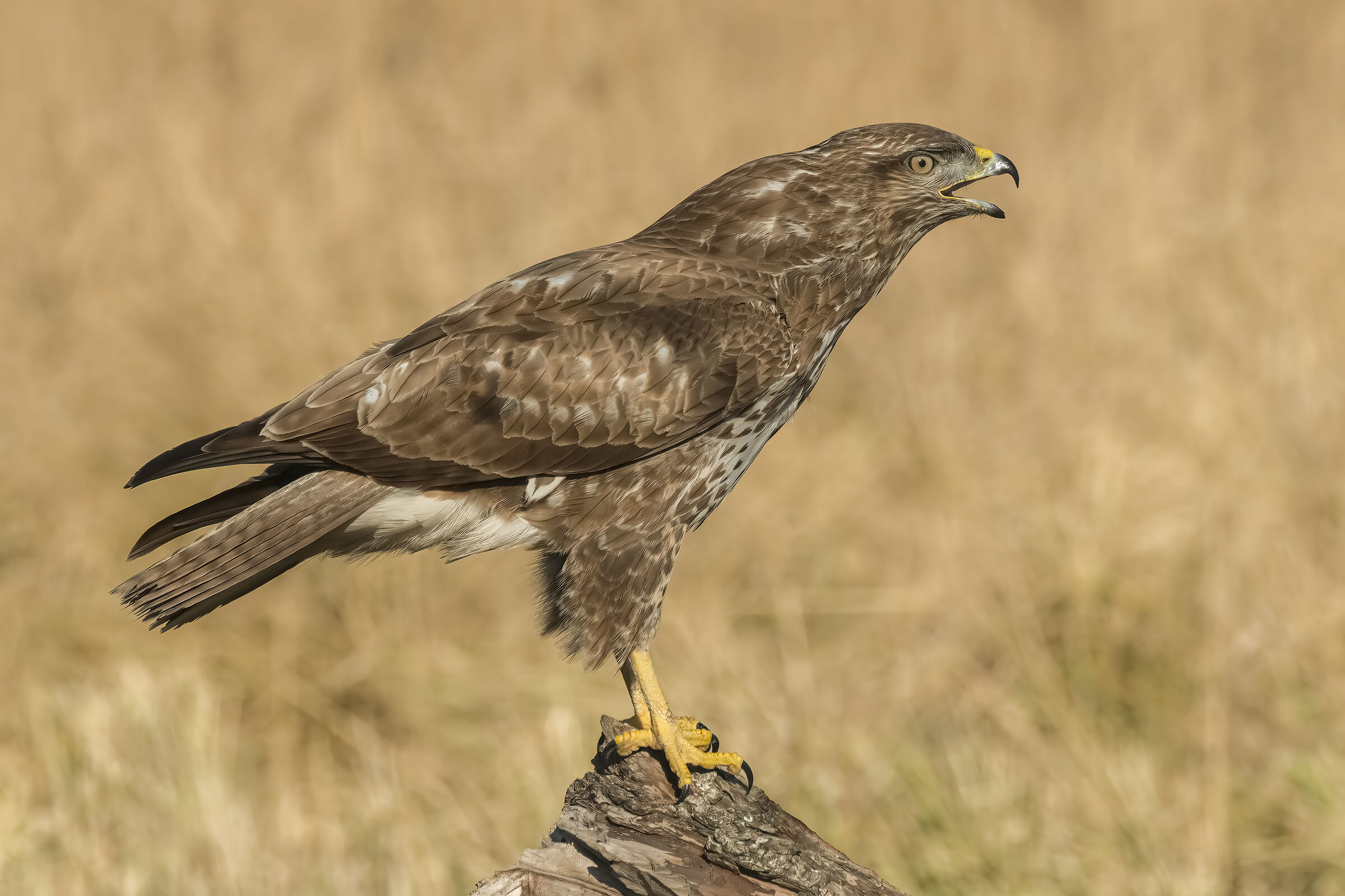 Buzzard