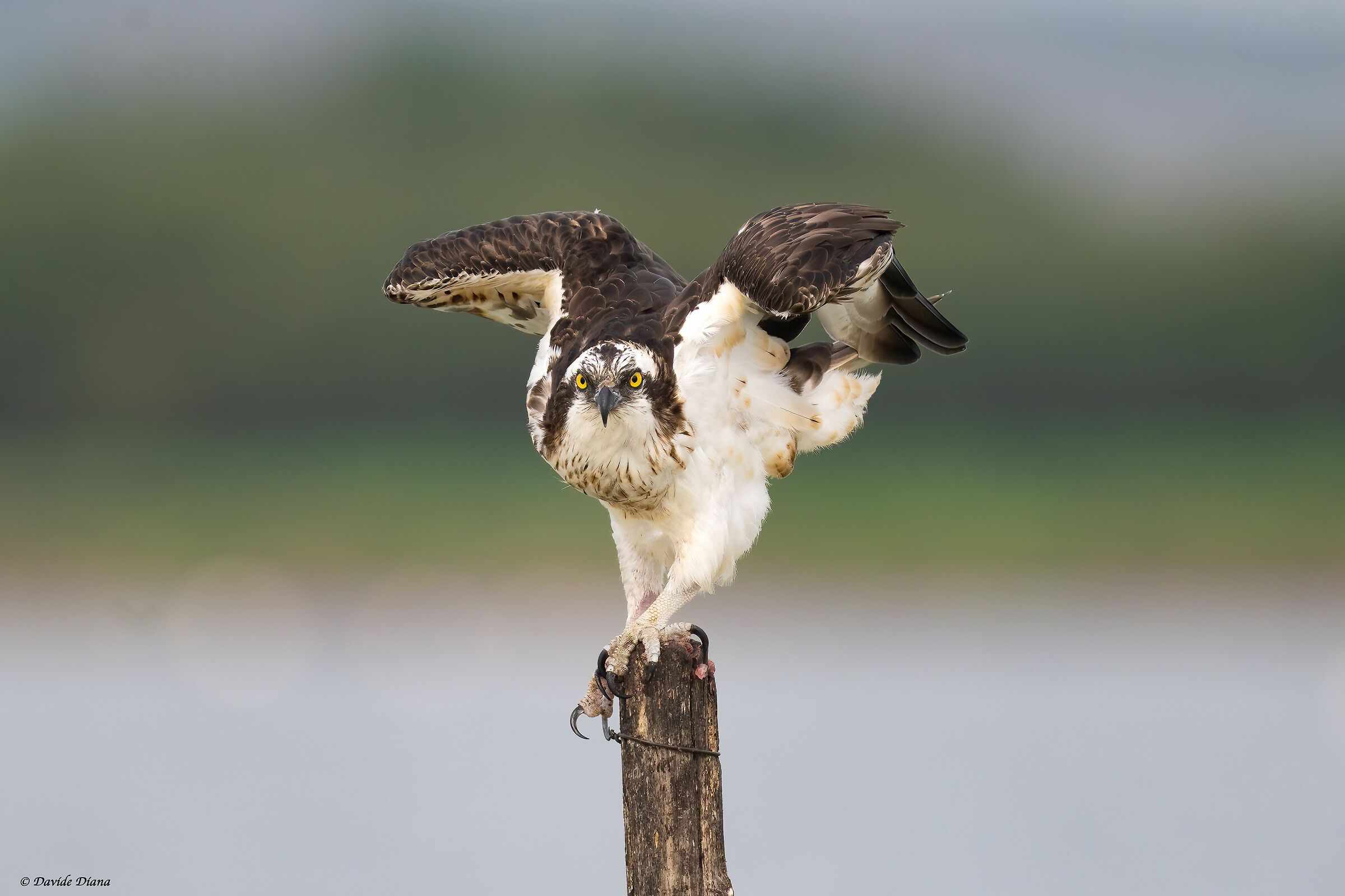 Osprey - Pandion haliaetus - Cabras - Sardinia