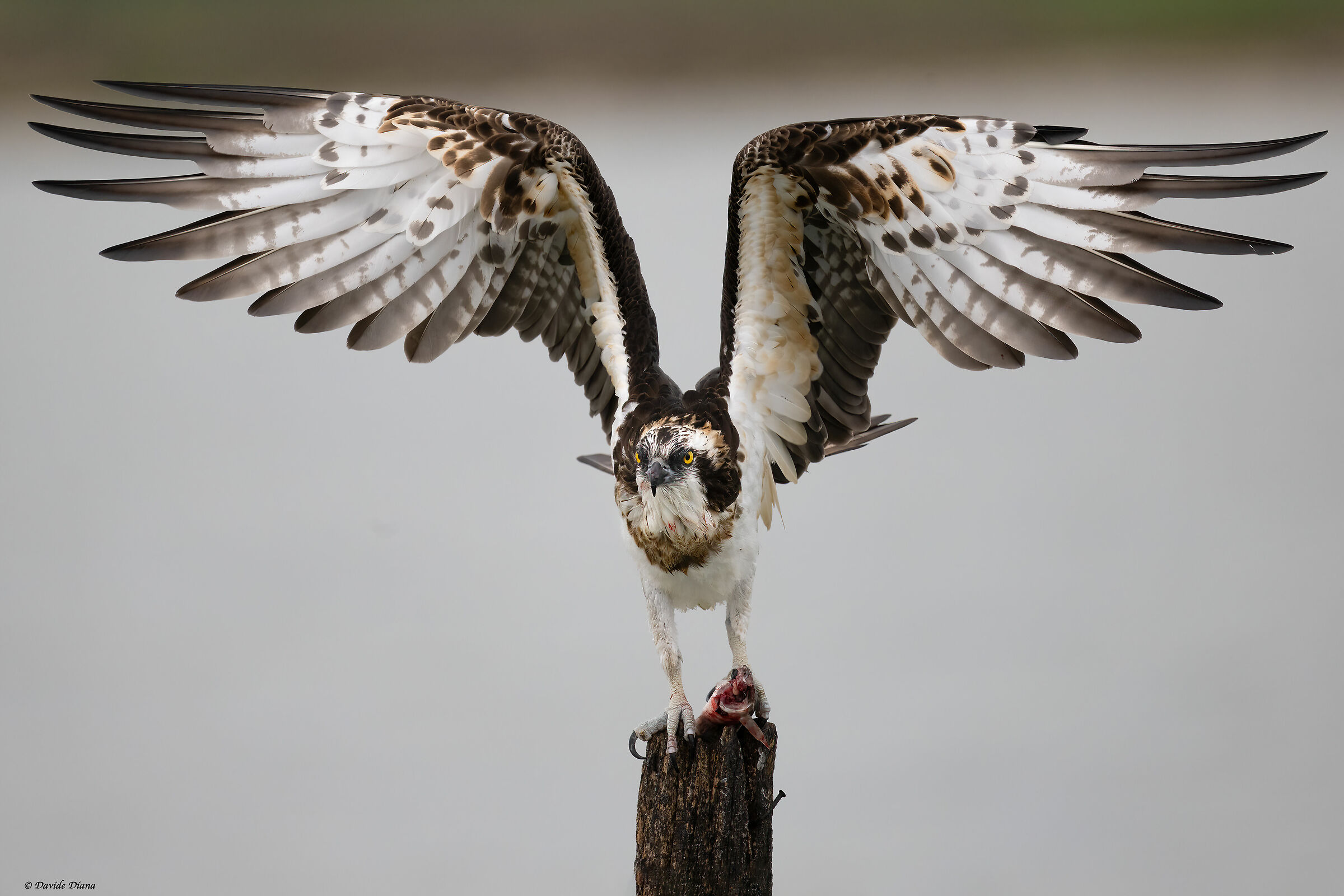 Osprey - Pandion haliaetus - Cabras - Sardinia