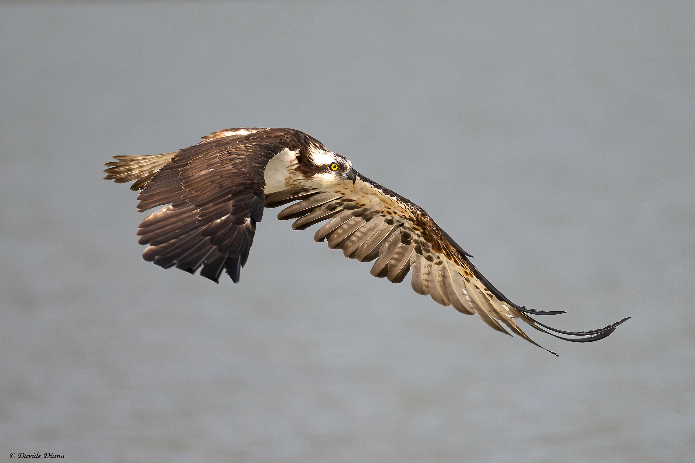 Osprey - Pandion haliaetus - Cabras - Sardinia