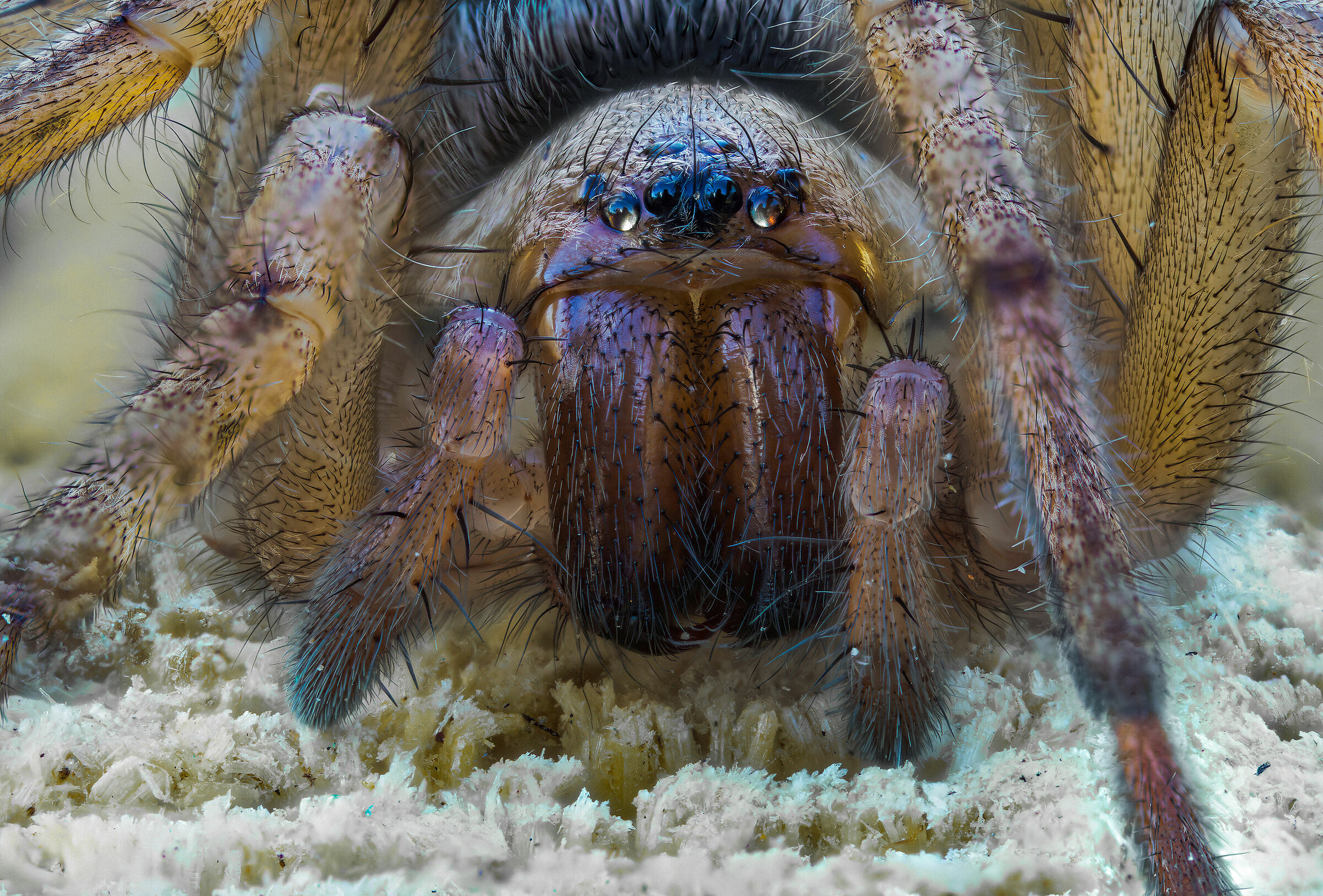 Drassodes sp. z o.o.