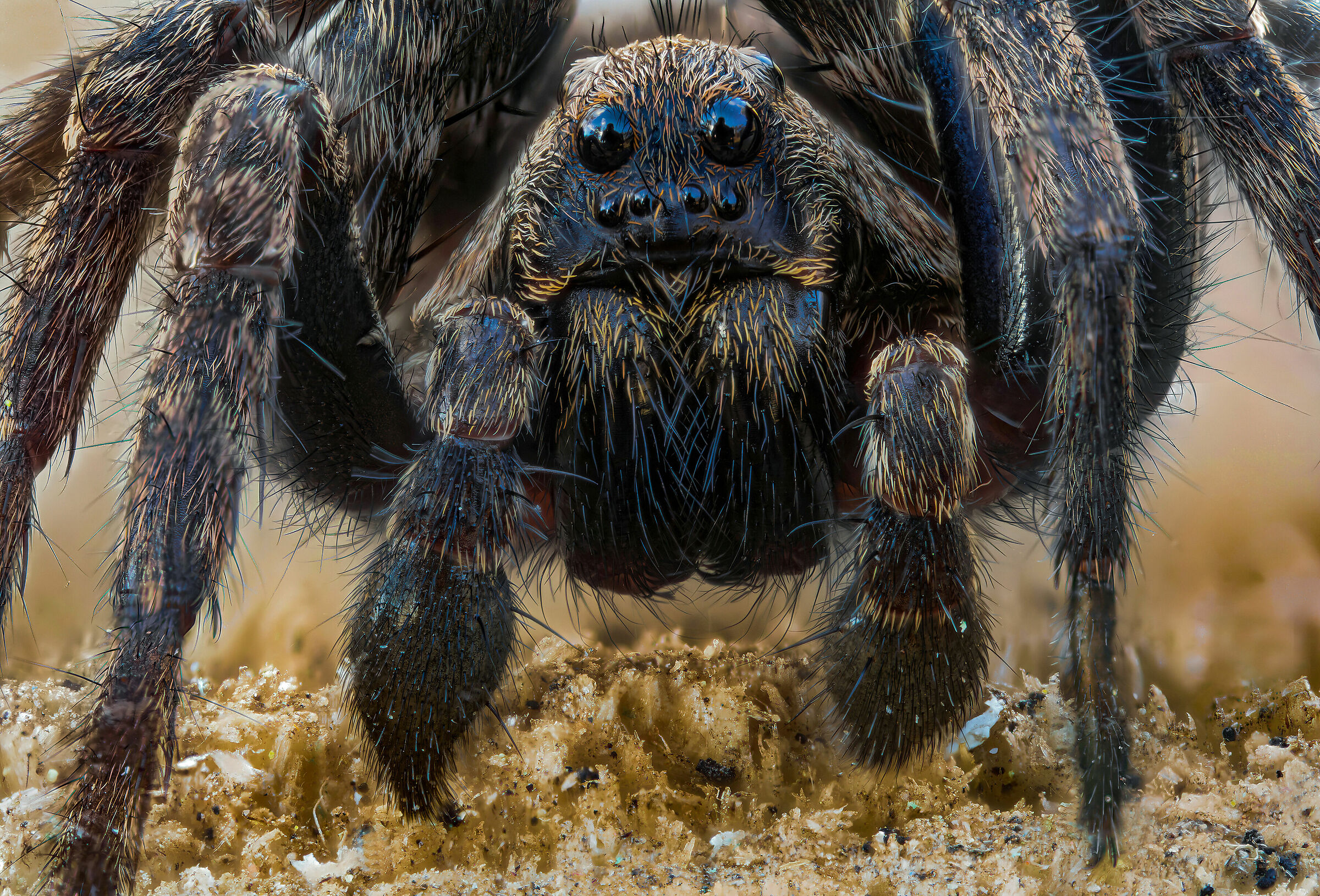 Young Alopecosa Male