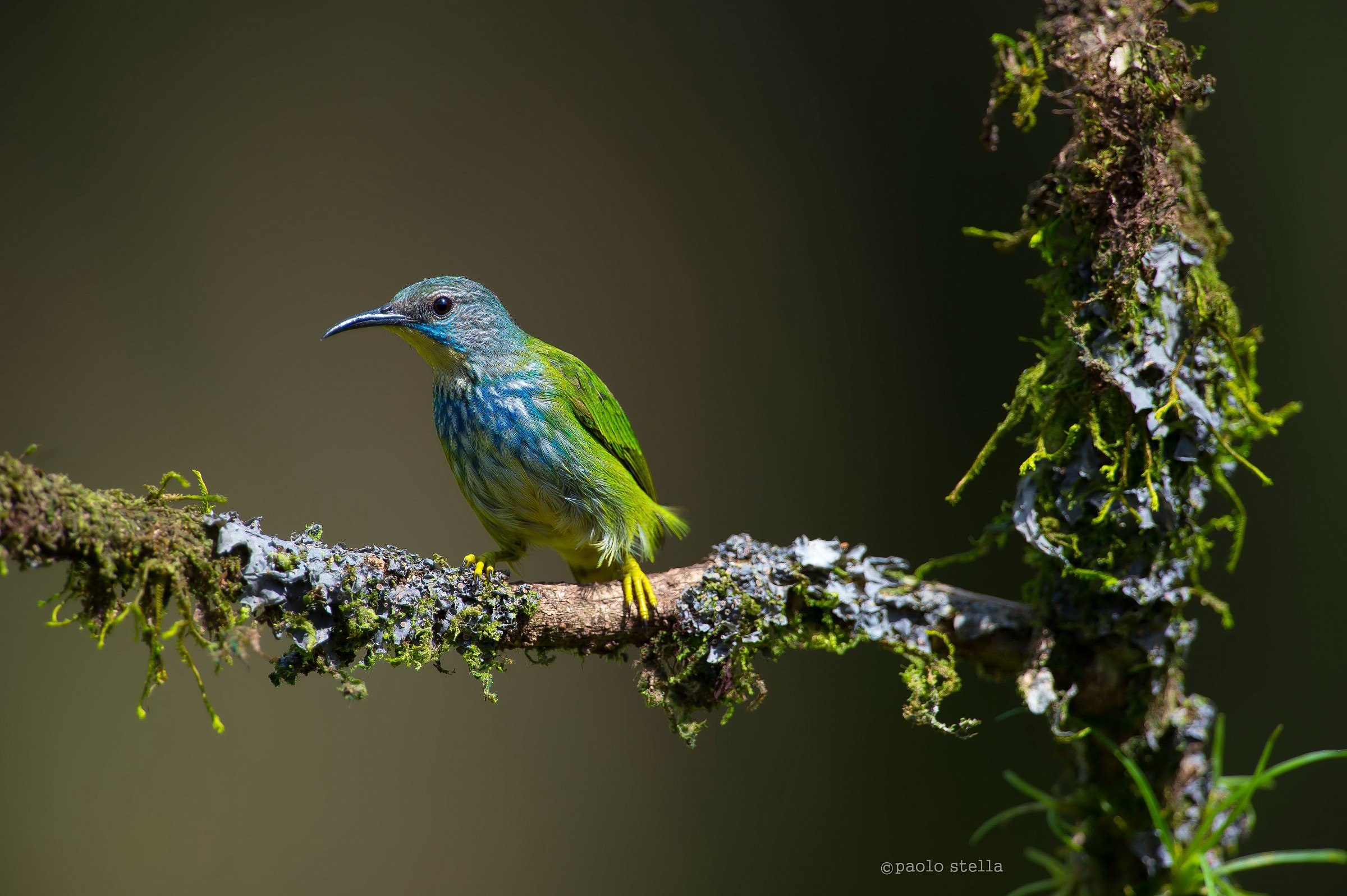 Shining Honeycreeper female
