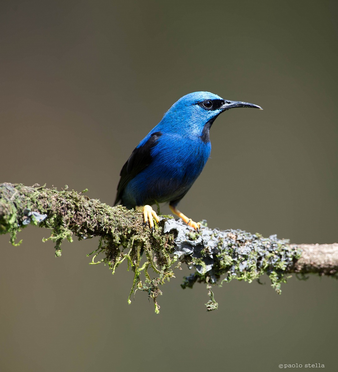 Shining Honeycreeper bad