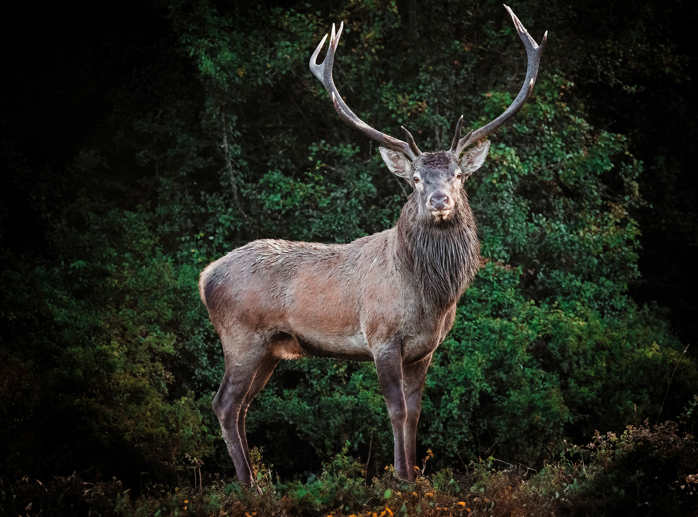 I search in the period of roaring