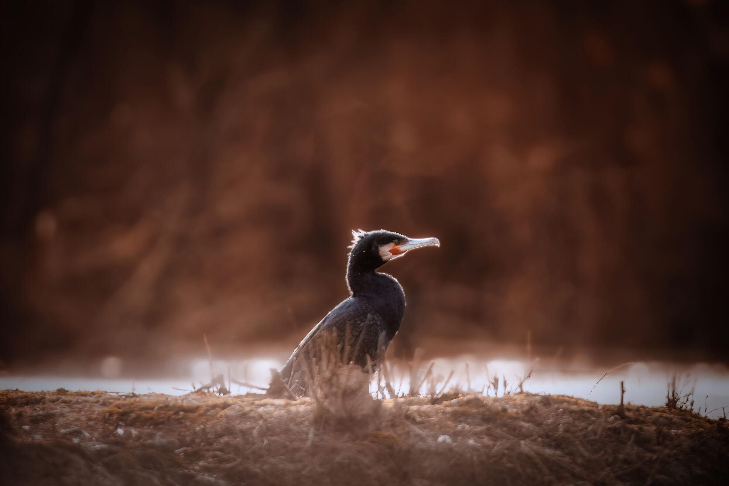 Cormorano al tramonto