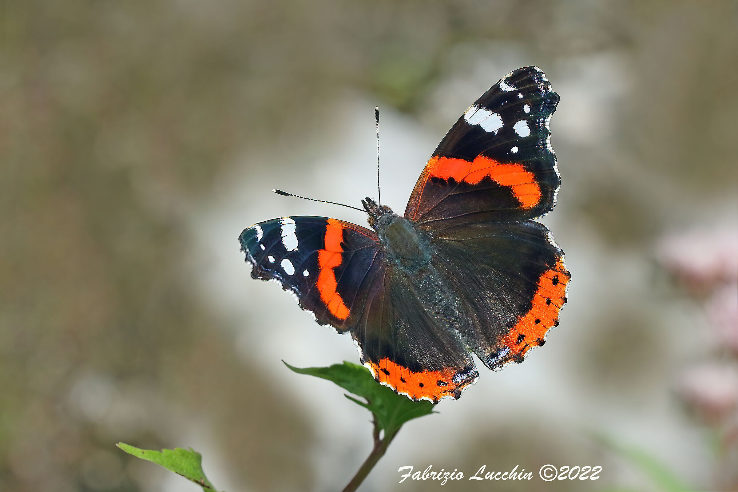 Vanessa atalanta