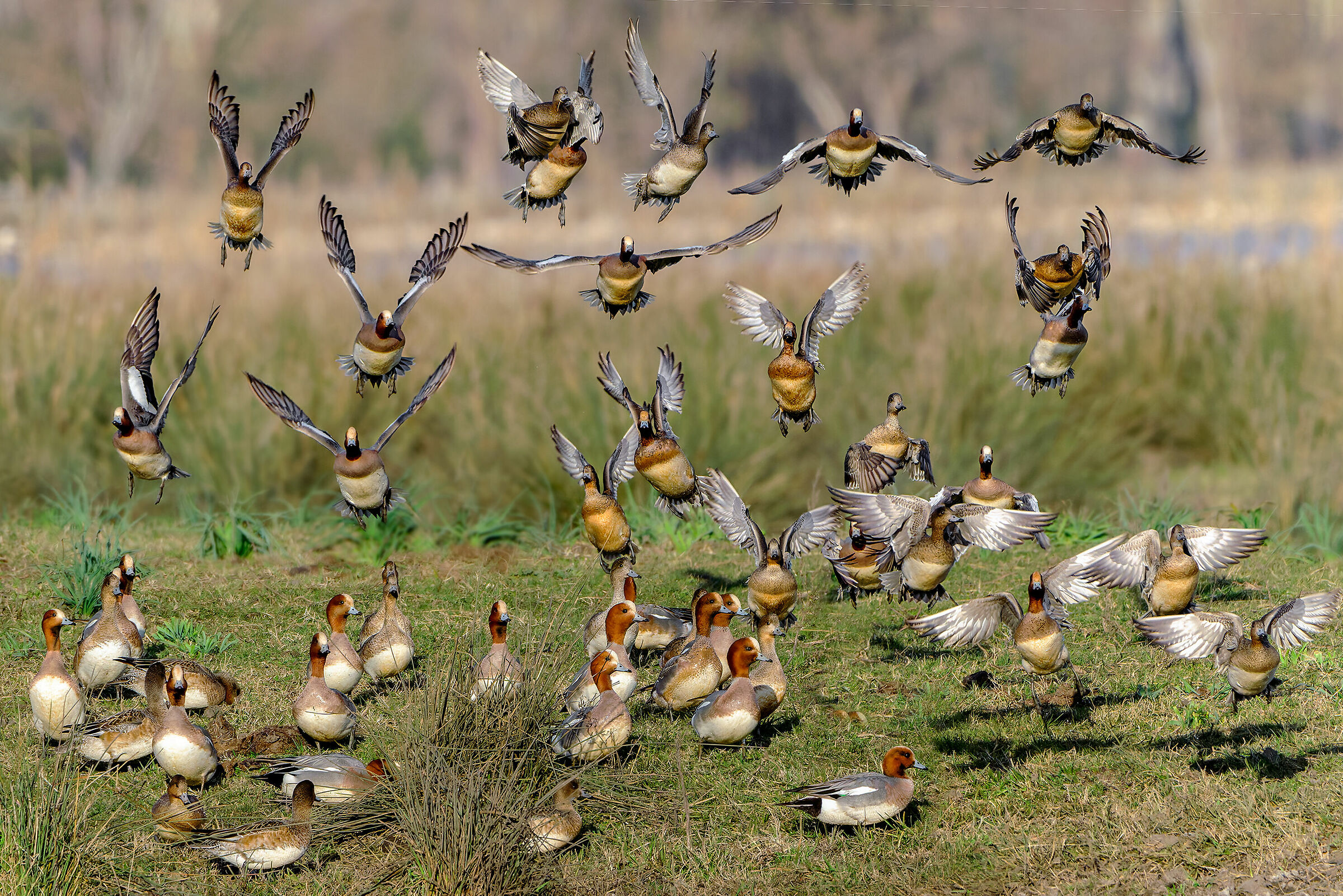 Here comes the falcon...