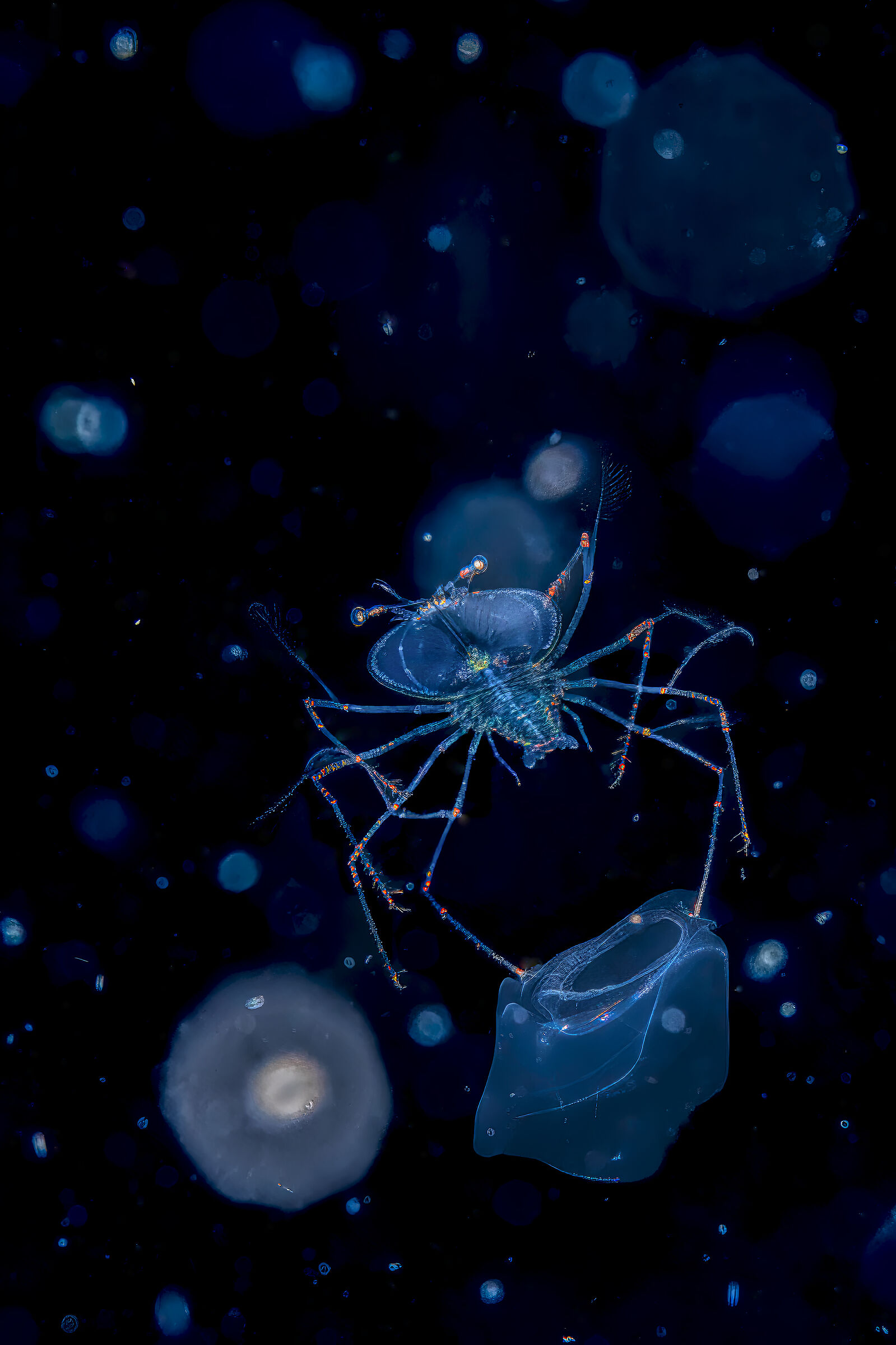 aragosta in fase larvale che mancha uno ctenoforo