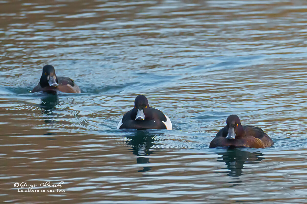 Morette (Aythya fuligula)