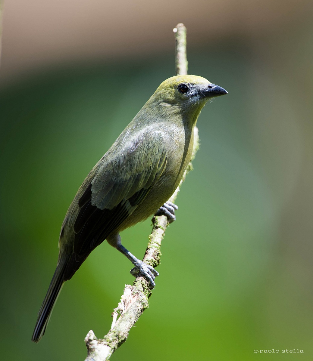 Palm Tanager