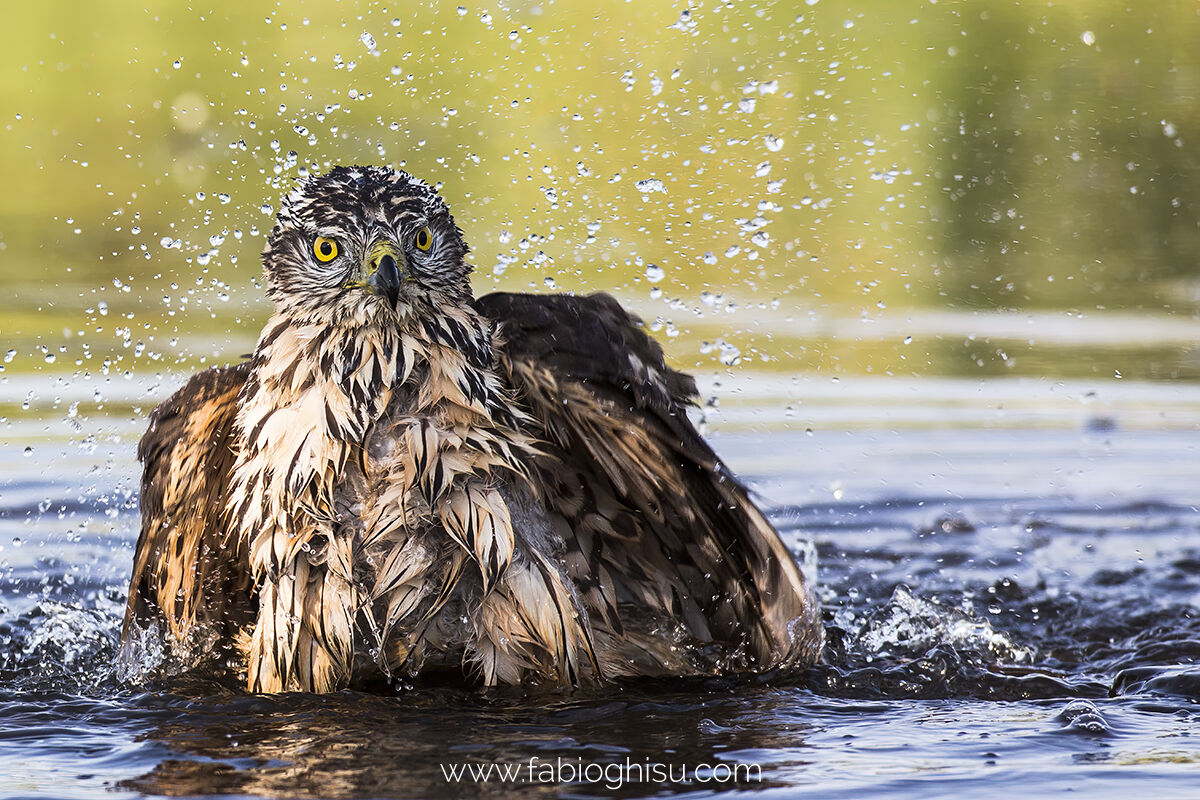 Young Sardinian Goshawk at the bath