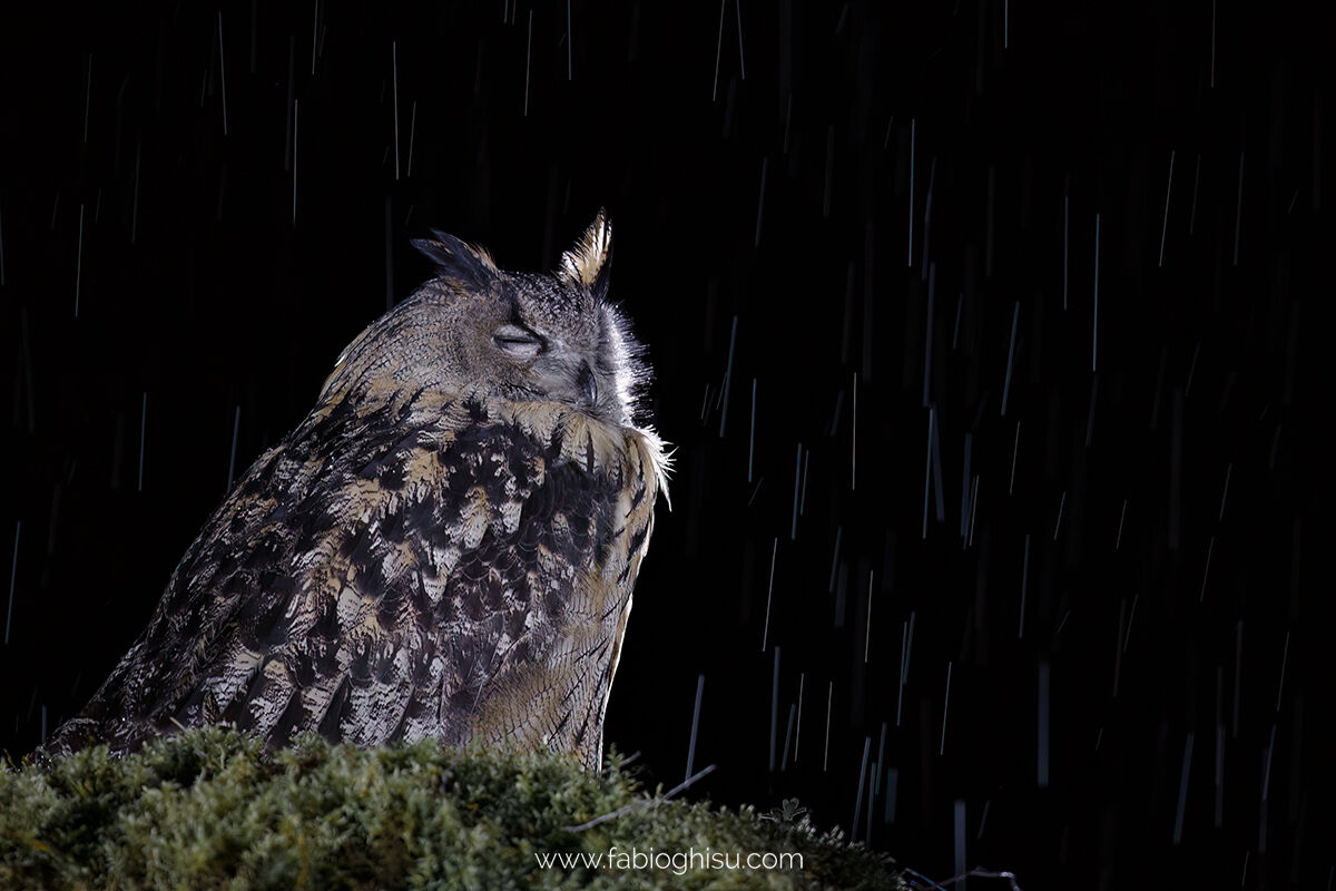 Eagle owl in the rain