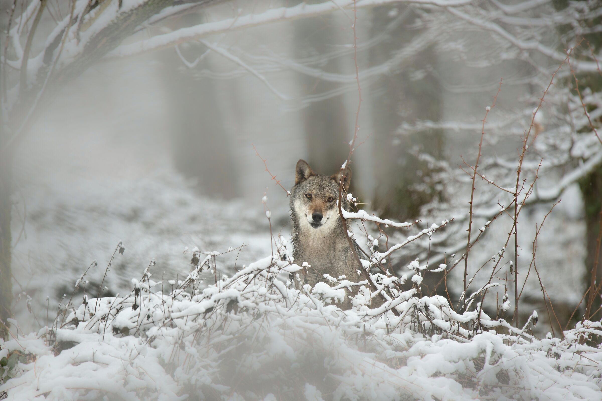 The Wolf and the Snow: A Dream Come True