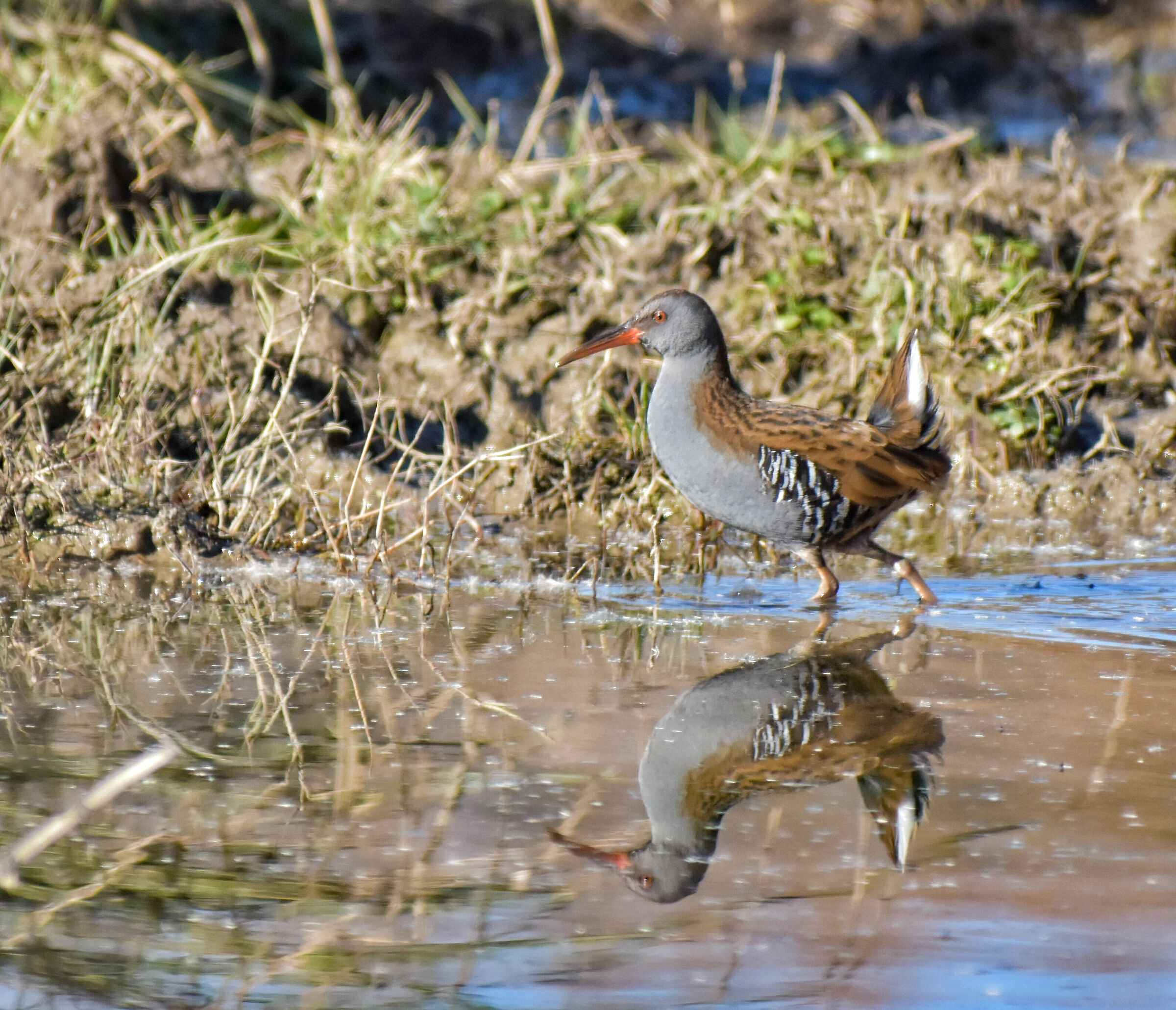 Water rail