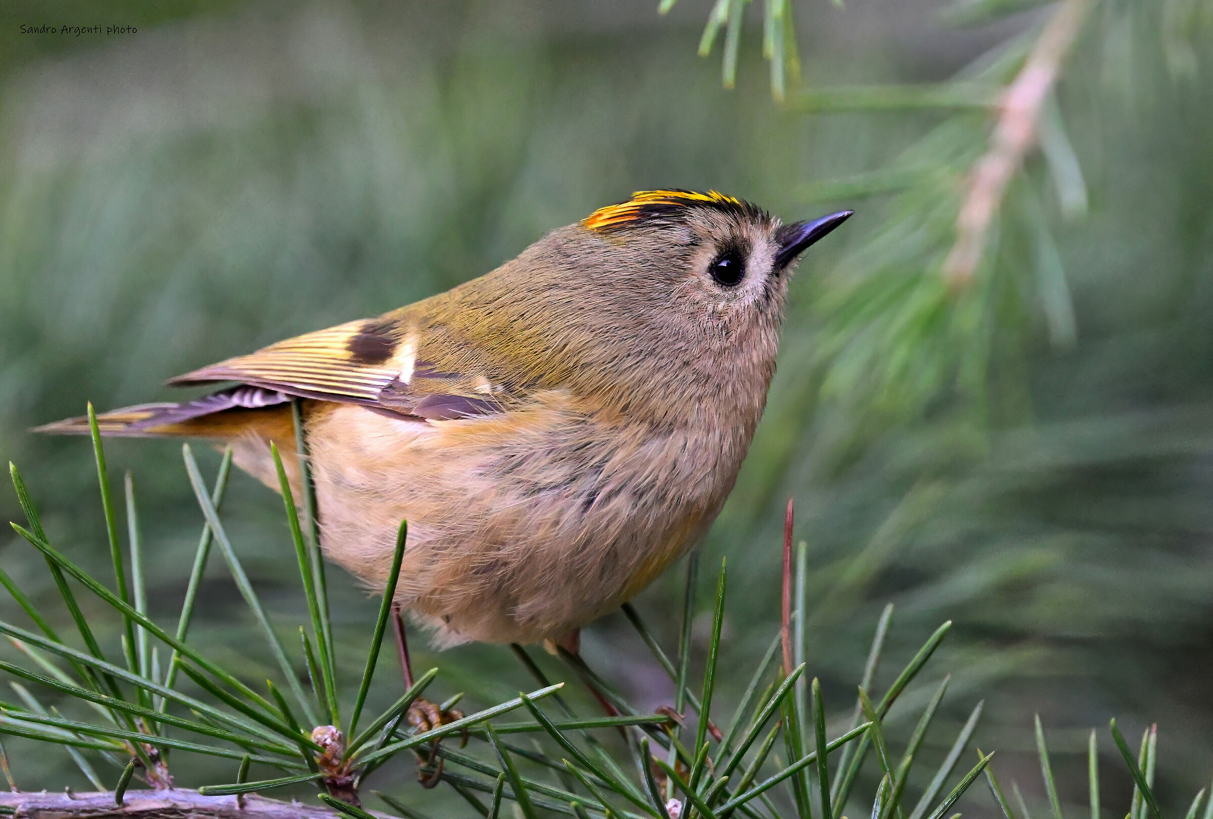 La dolcezza del Regolo (Regulus regulus)
