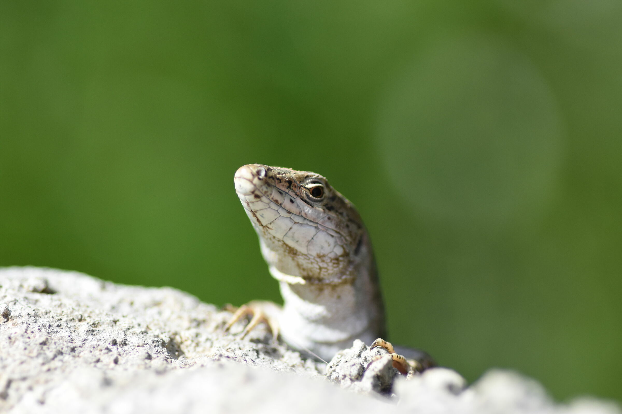 Crop 150, 1/8 Mila- Tokina 100 F. 2.8 Atx-i- NK. D 7200