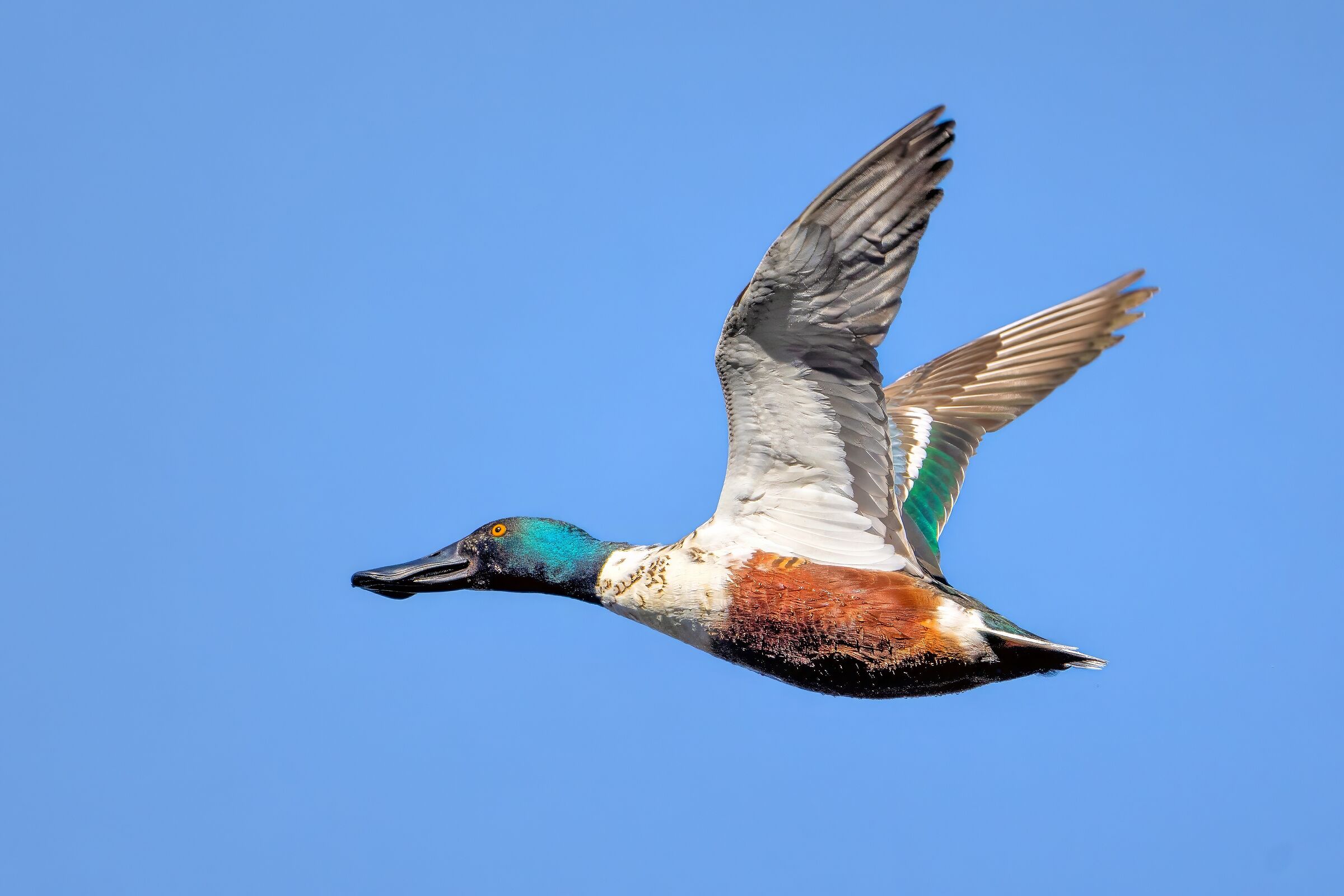 Mestolone (Spatula clypeata) maschio