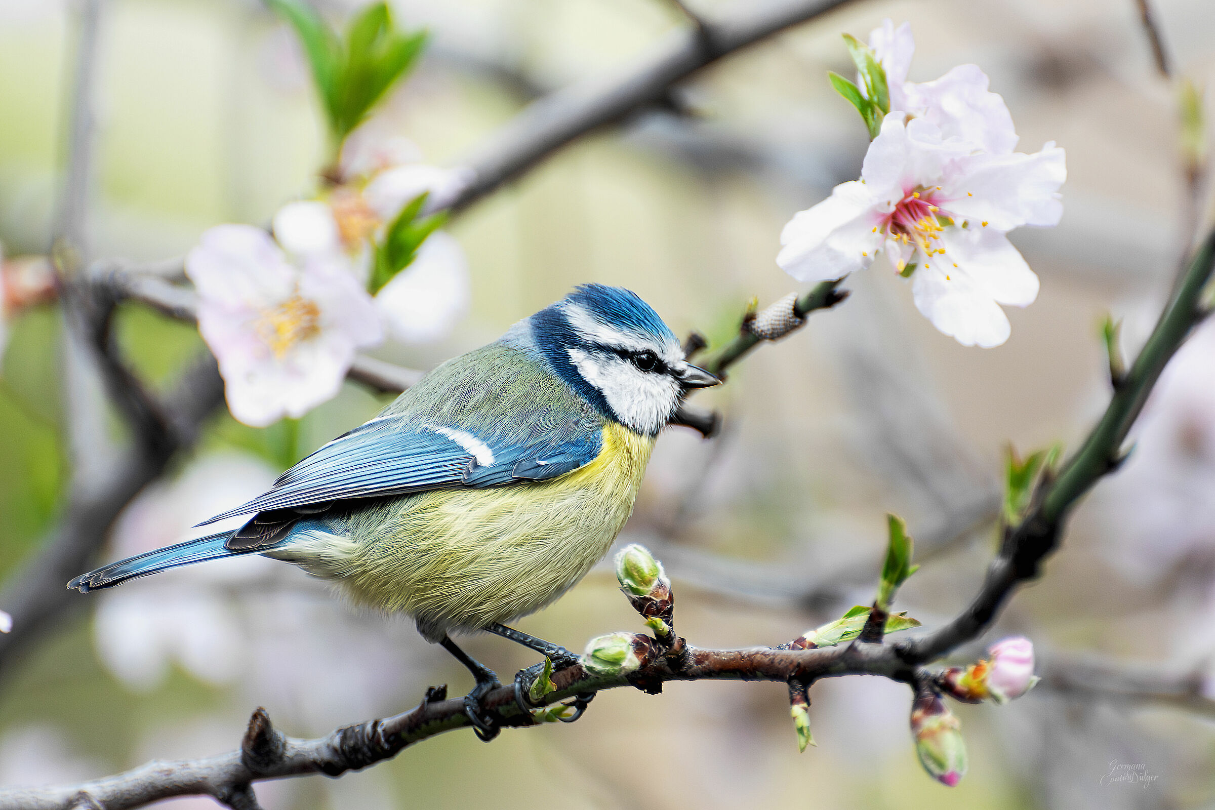 Cinciarella su mandorlo in fiore