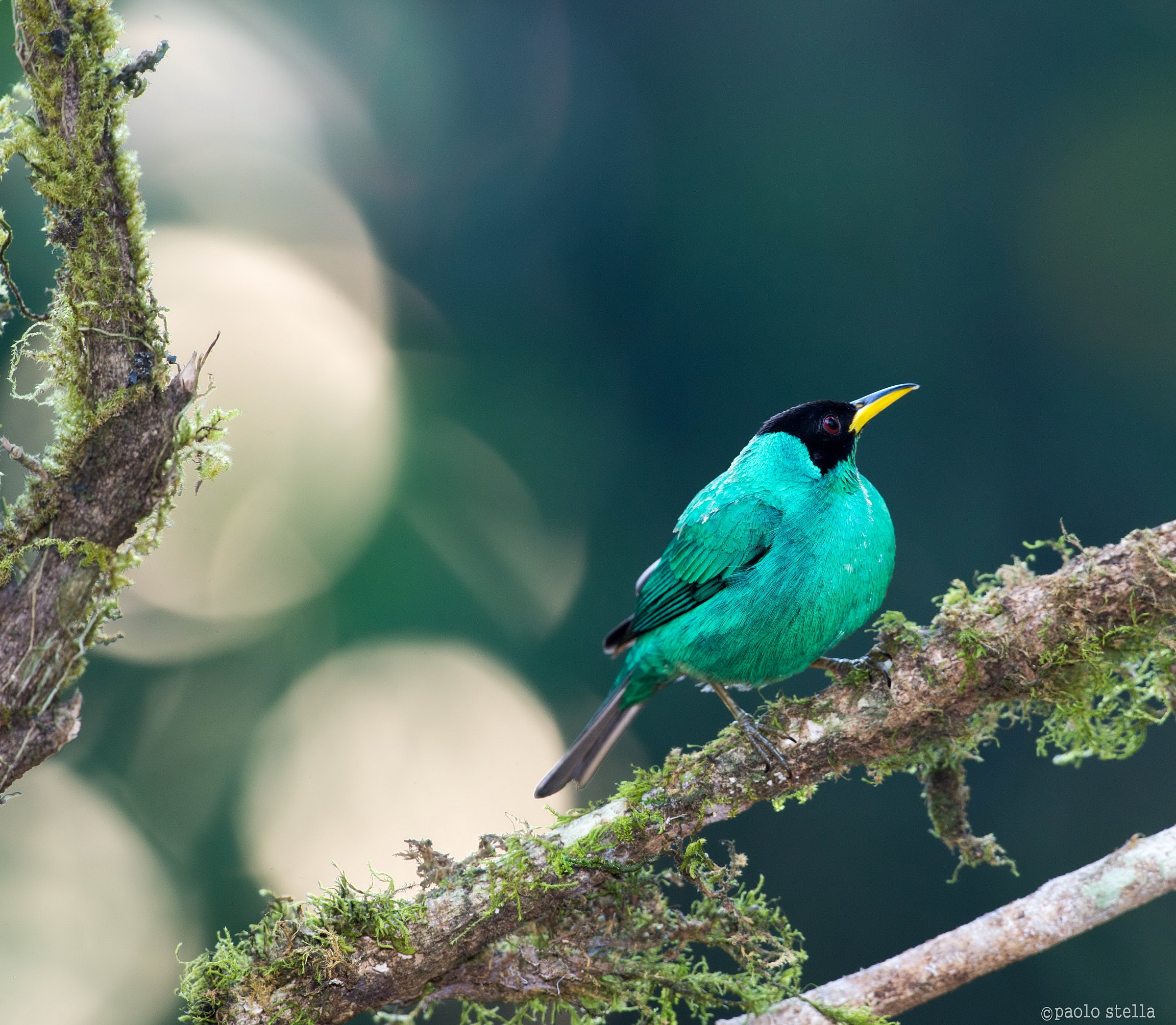 Green Honeycreeper male