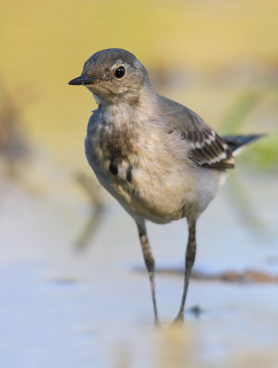 white wagtail