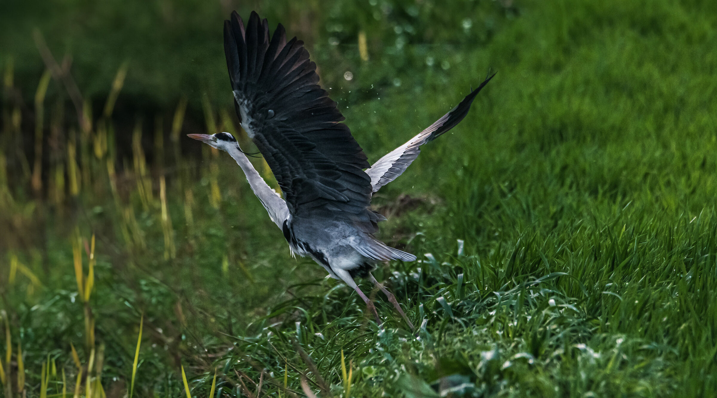 Grey Heron and its wing extension.